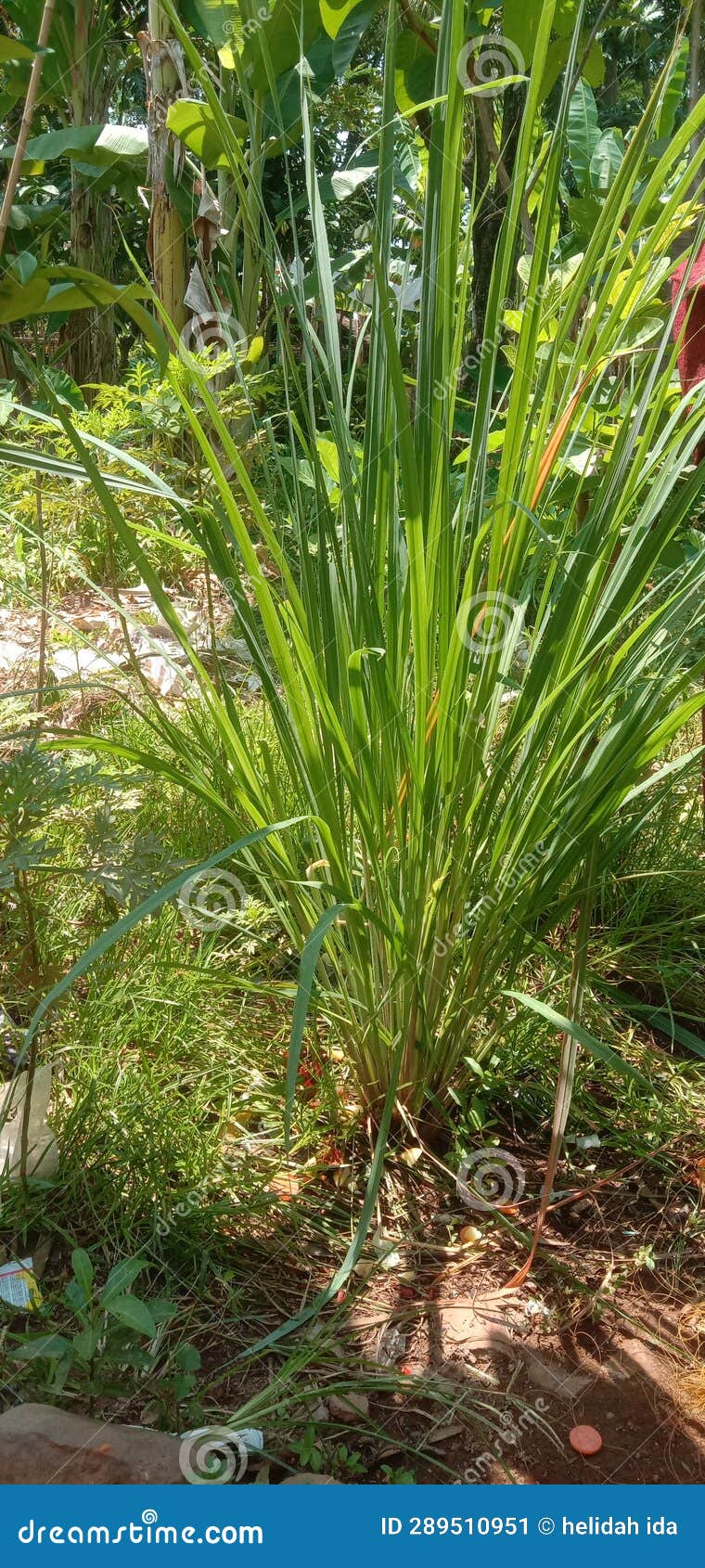 this is a lemongrass plant, for a mixture of herbs,can for mixture medical