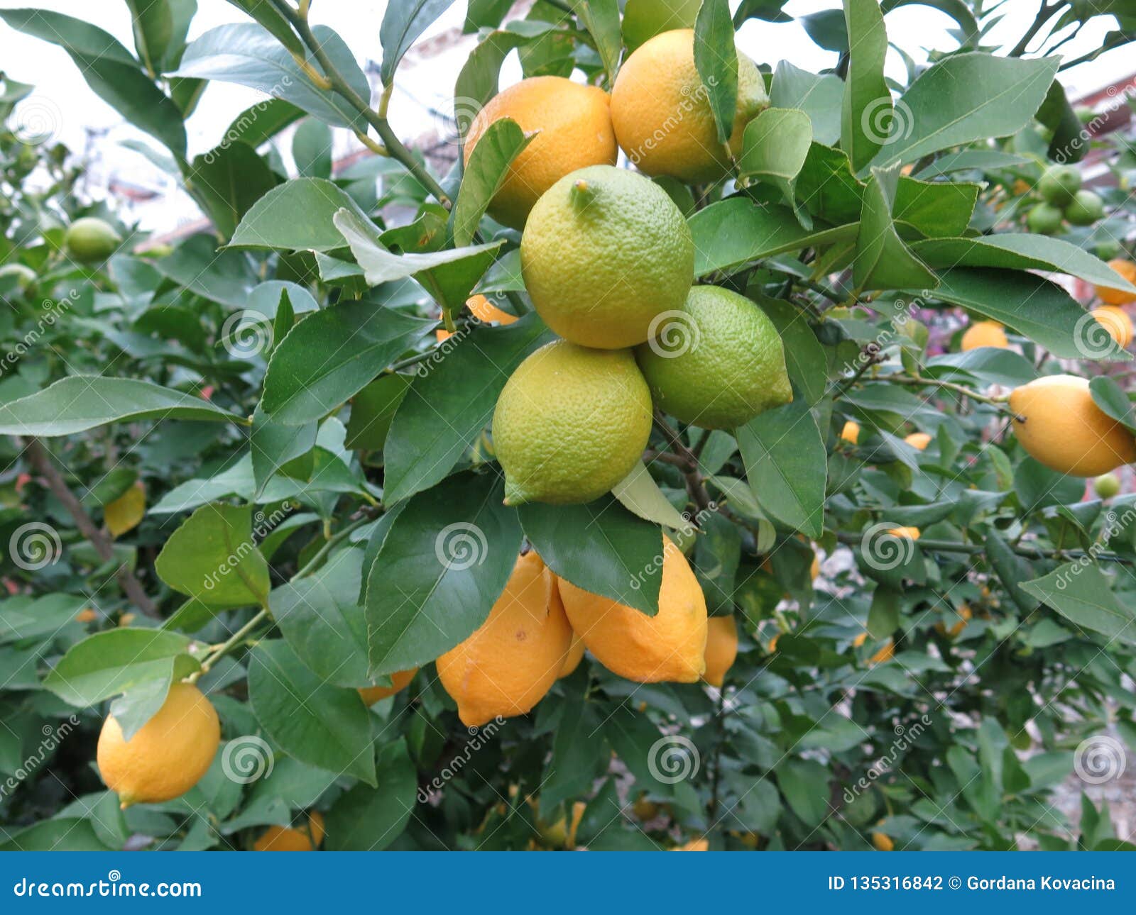 Lemon on a Tree in the Winter Stock Photo Image of beautiful, months