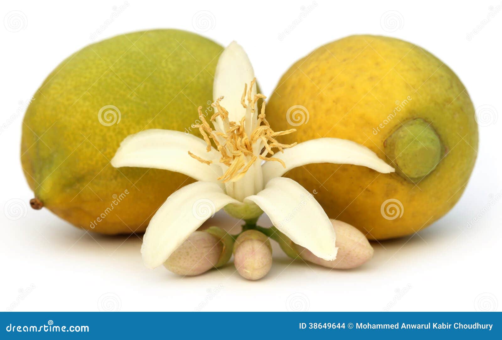 Lemons with flower stock photo. Image of closeup, healthy 38649644
