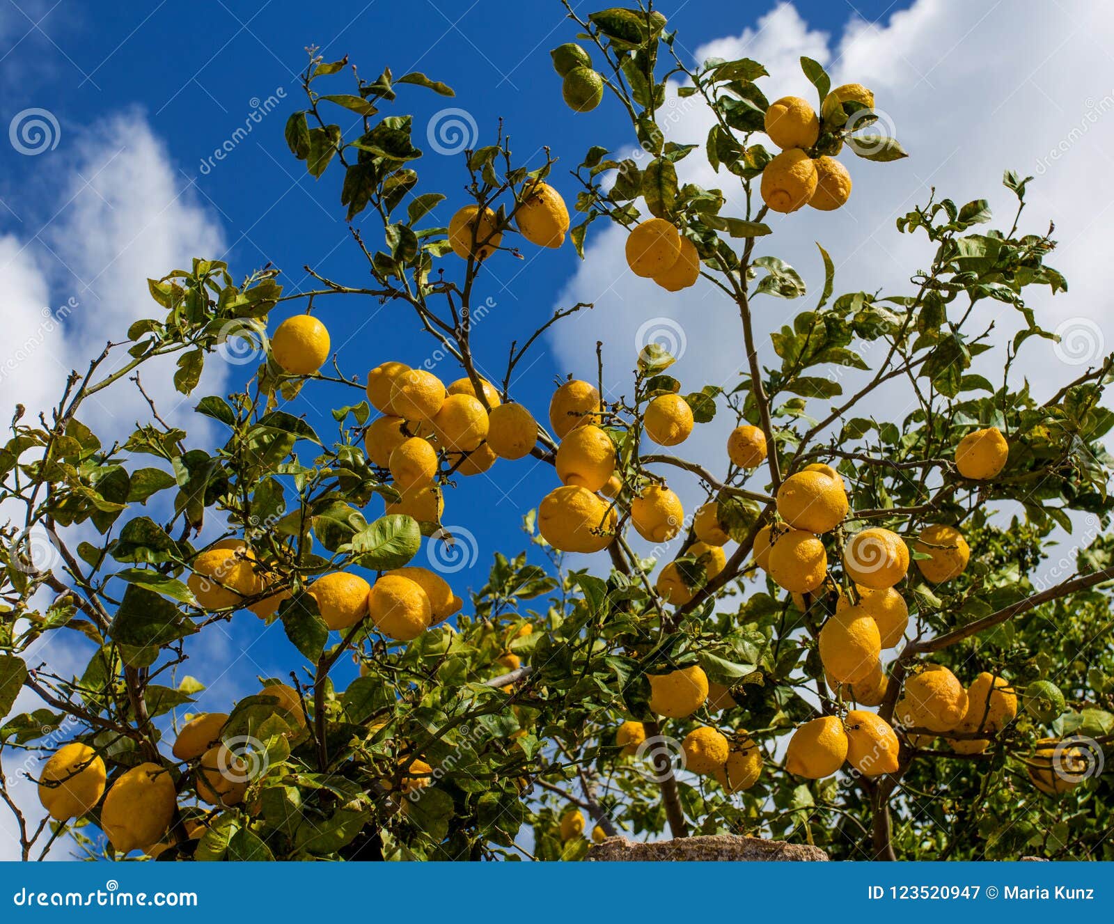 lemons hanging from a tree in a lemon grove