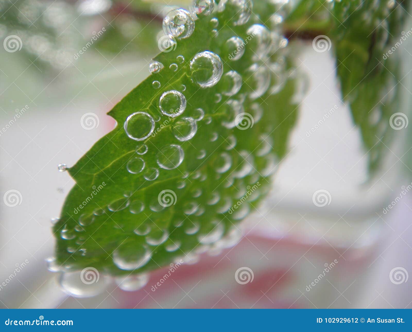 Lemons Lemonade with Mint and Bubbles Stock Photo Image of cocktail