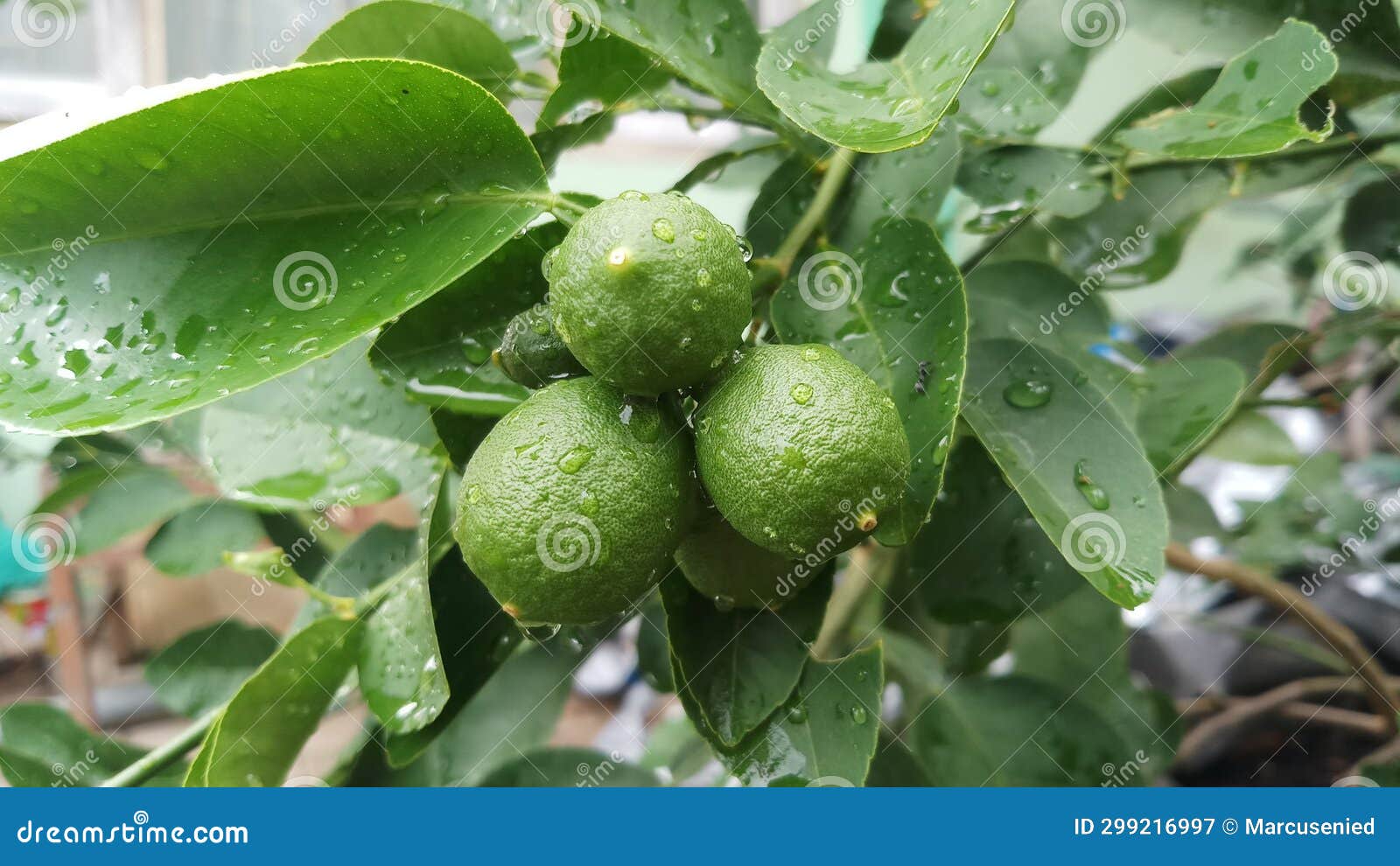 Lemons are Not Ready To Harvest Stock Image Image of lemons, ready