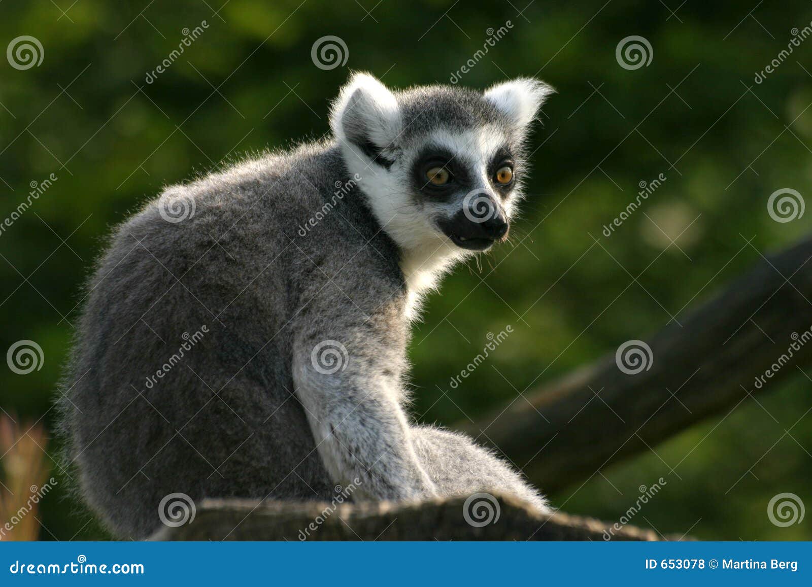 lemur catta