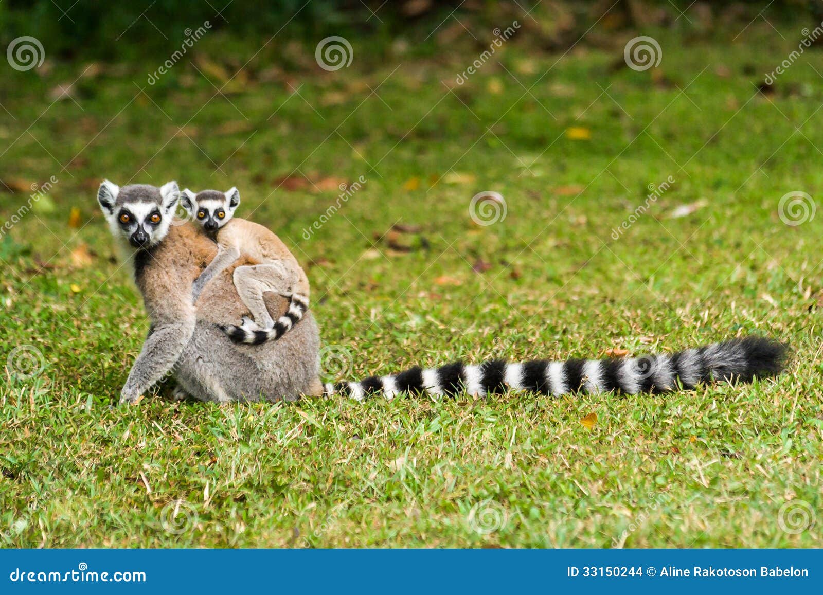 lemur catta of madagascar