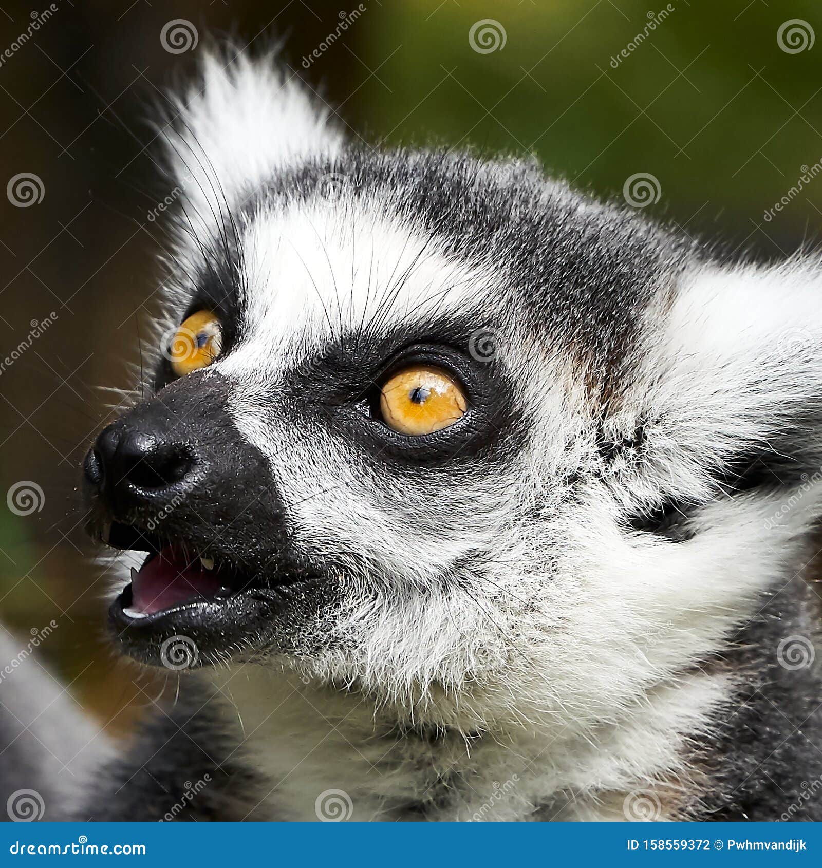 Lemur Catta Monkey Closeup Face Stock Photo - Image of white, wild:  158559372