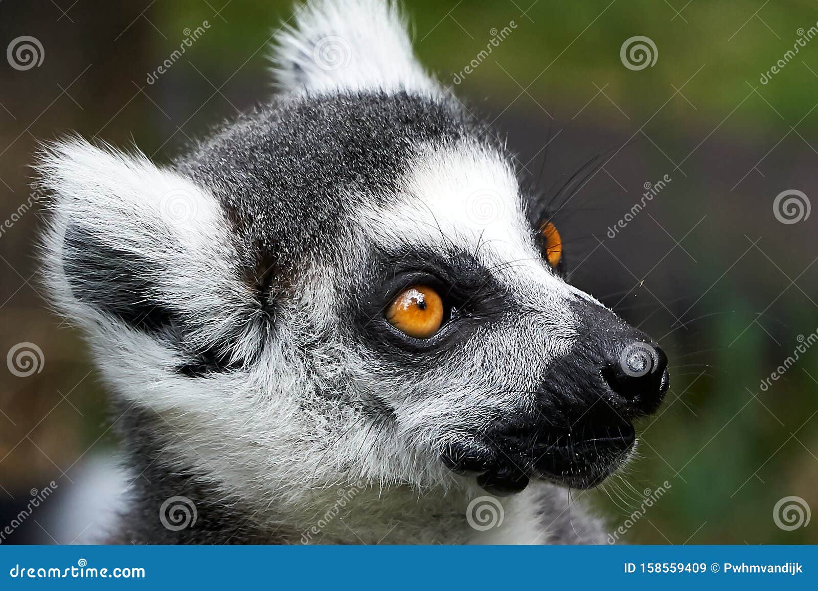 Lemur Catta Monkey Closeup Face Portrait Stock Image - Image of mouth,  portrait: 158559409