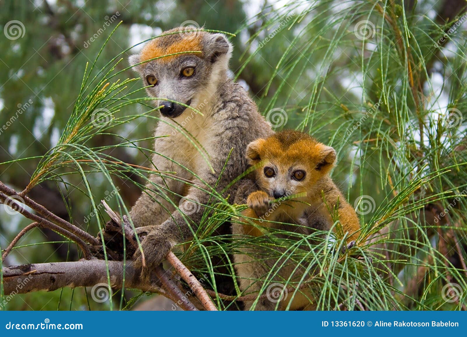 lemur coronatus of madagascar