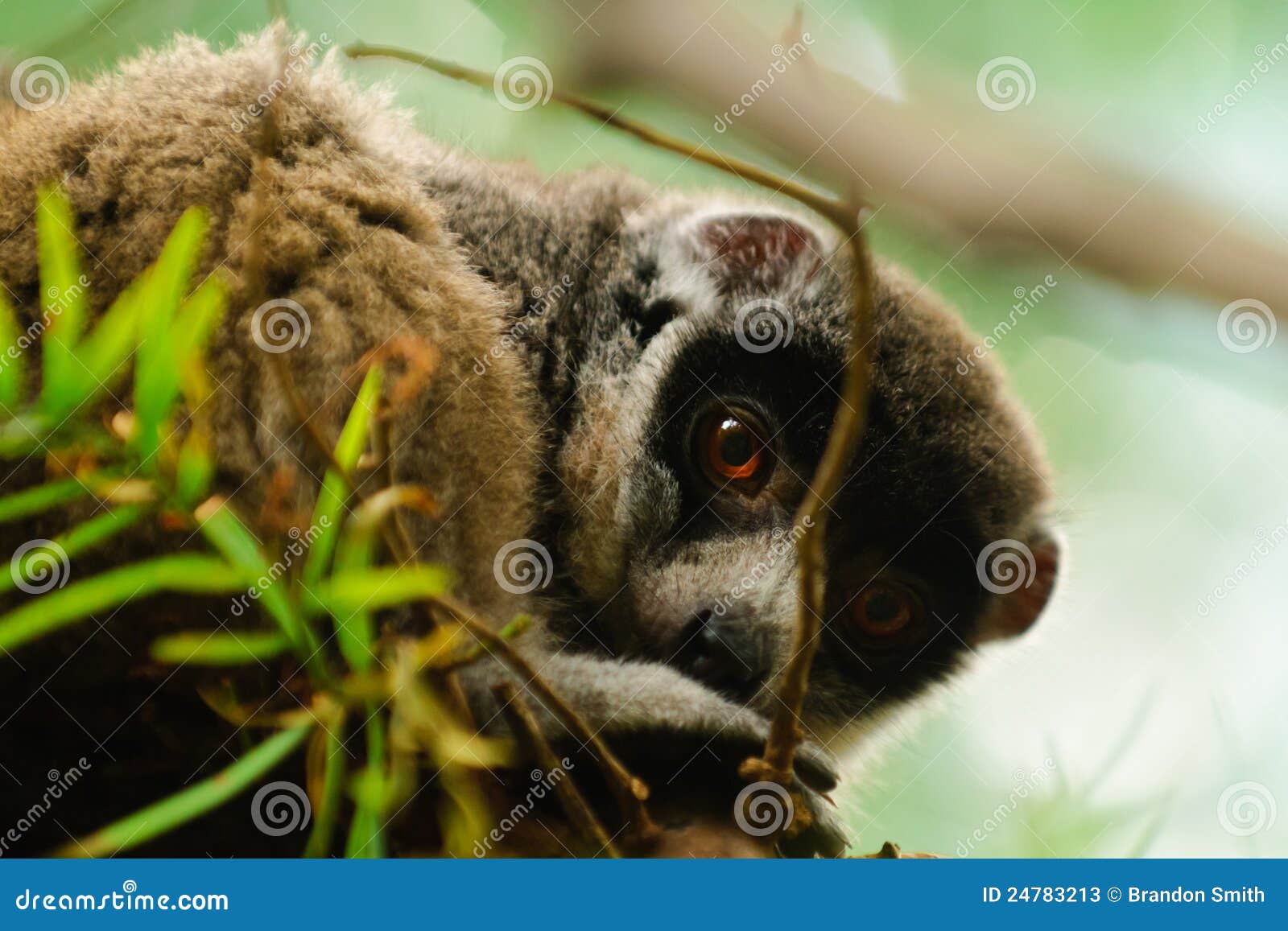 Lemur de la mangosta imagen de archivo. Imagen de mono 24783213