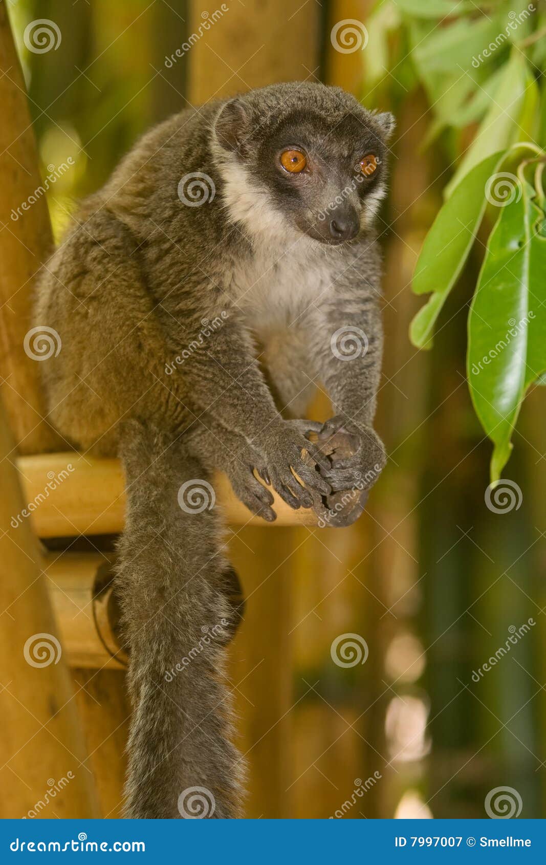 Lemur de la mangosta imagen de archivo. Imagen de lémur 7997007