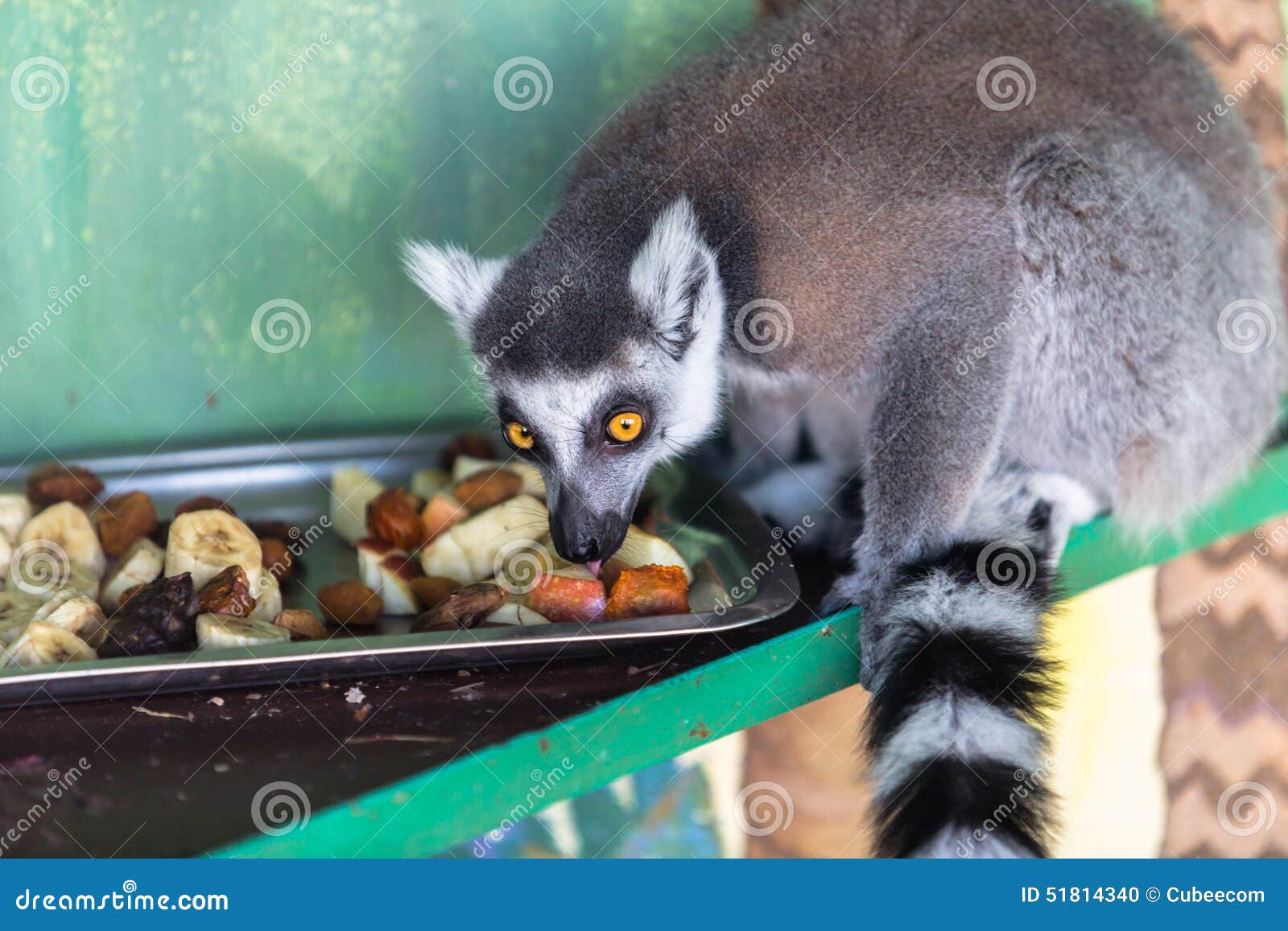 Lemur eating fruit stock photo. Image of madagascar, tropical 51814340