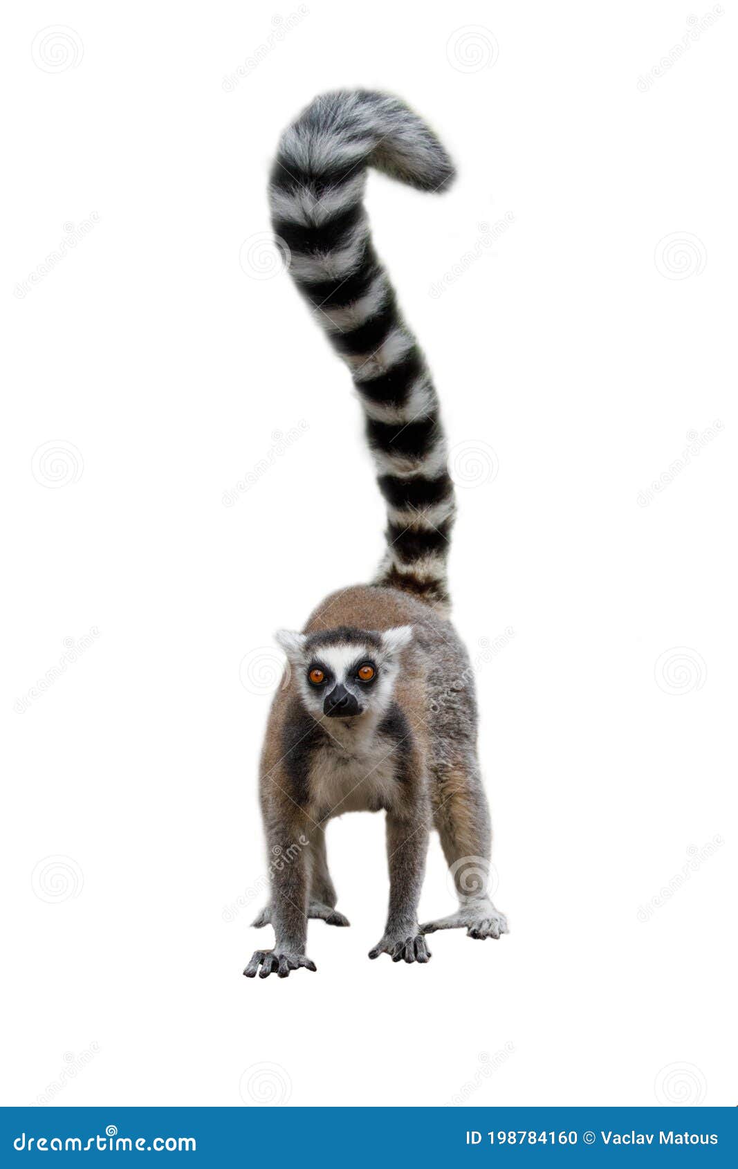 10,020 Animal Standing Up Isolated Stock Photos - Free & Royalty-Free Stock Photos from Dreamstime 10,020 Animal Standing Up Isolated Stock Photos - Free & Royalty-Free Stock Photos from Dreamstime