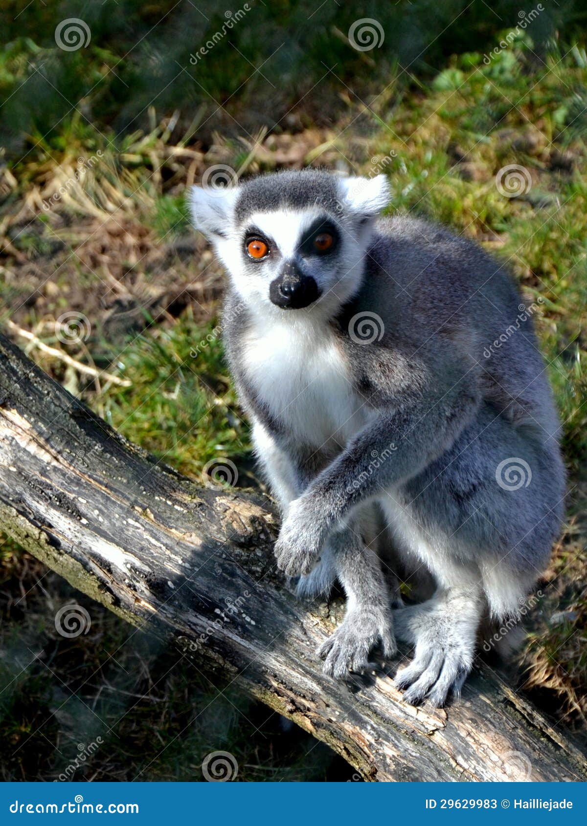 Lemur Kata im ZOO stockbild. Bild von ugetier, haustier - 29629983