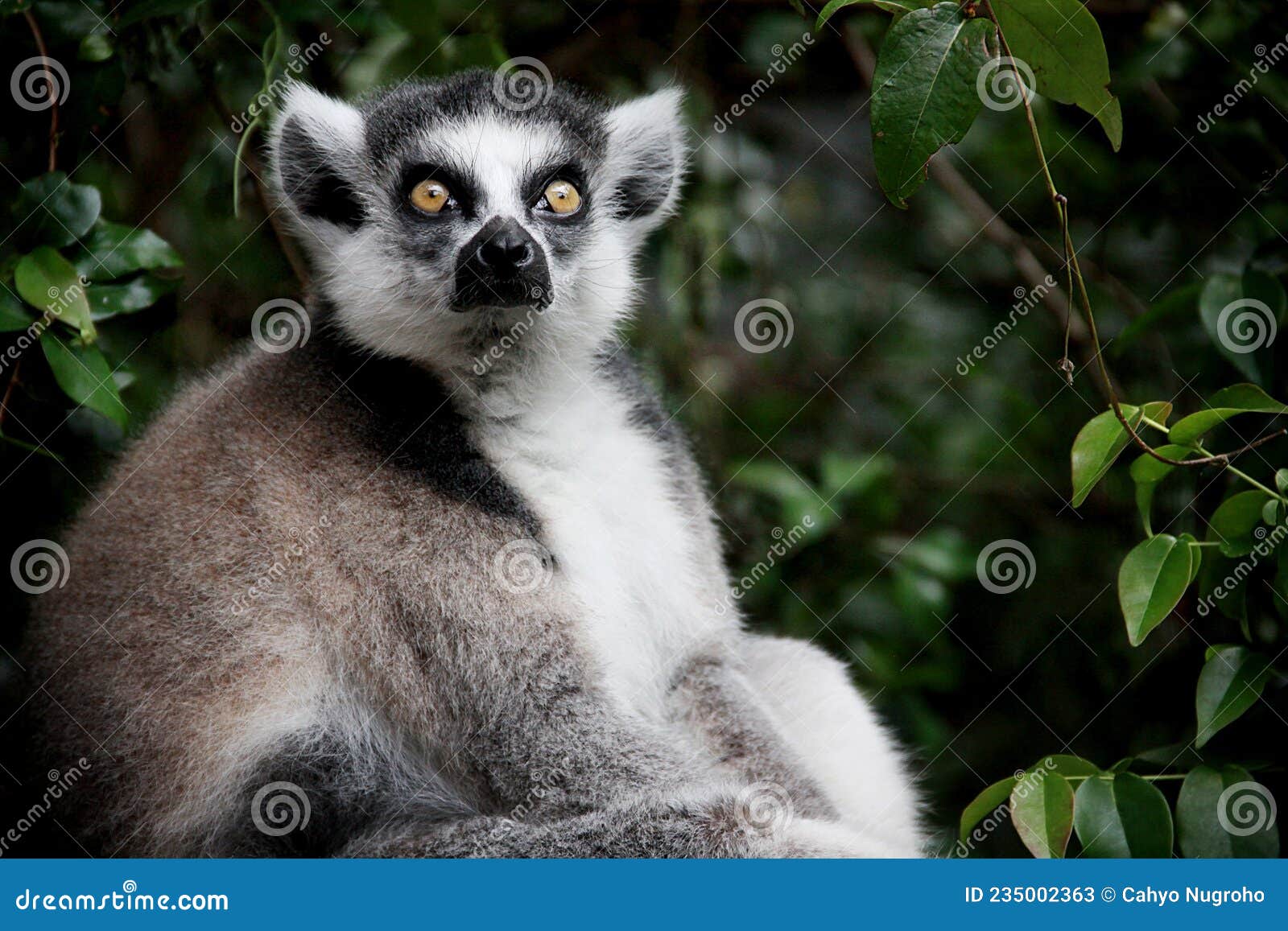 Lemurs stock image. Image of gorilla, monkey, carnivore - 235002363