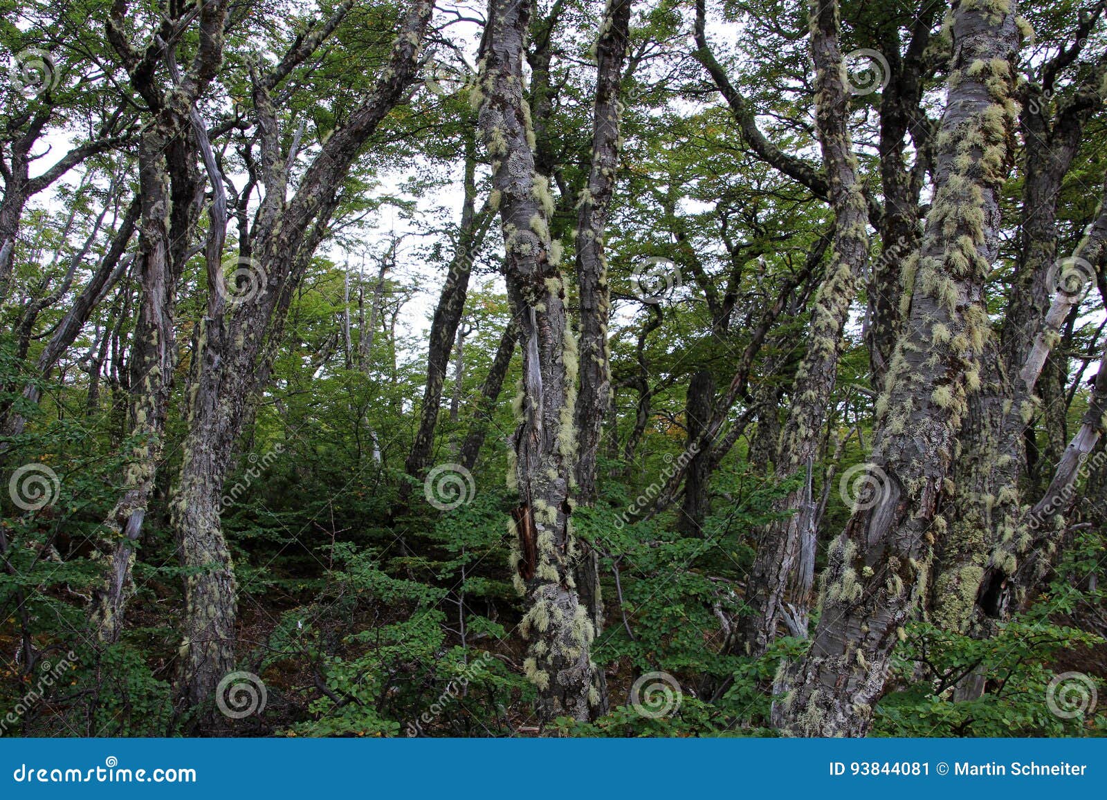 lenga beech tree forest, nothofagus pumilio, reserva nacional laguna parrillar, chile