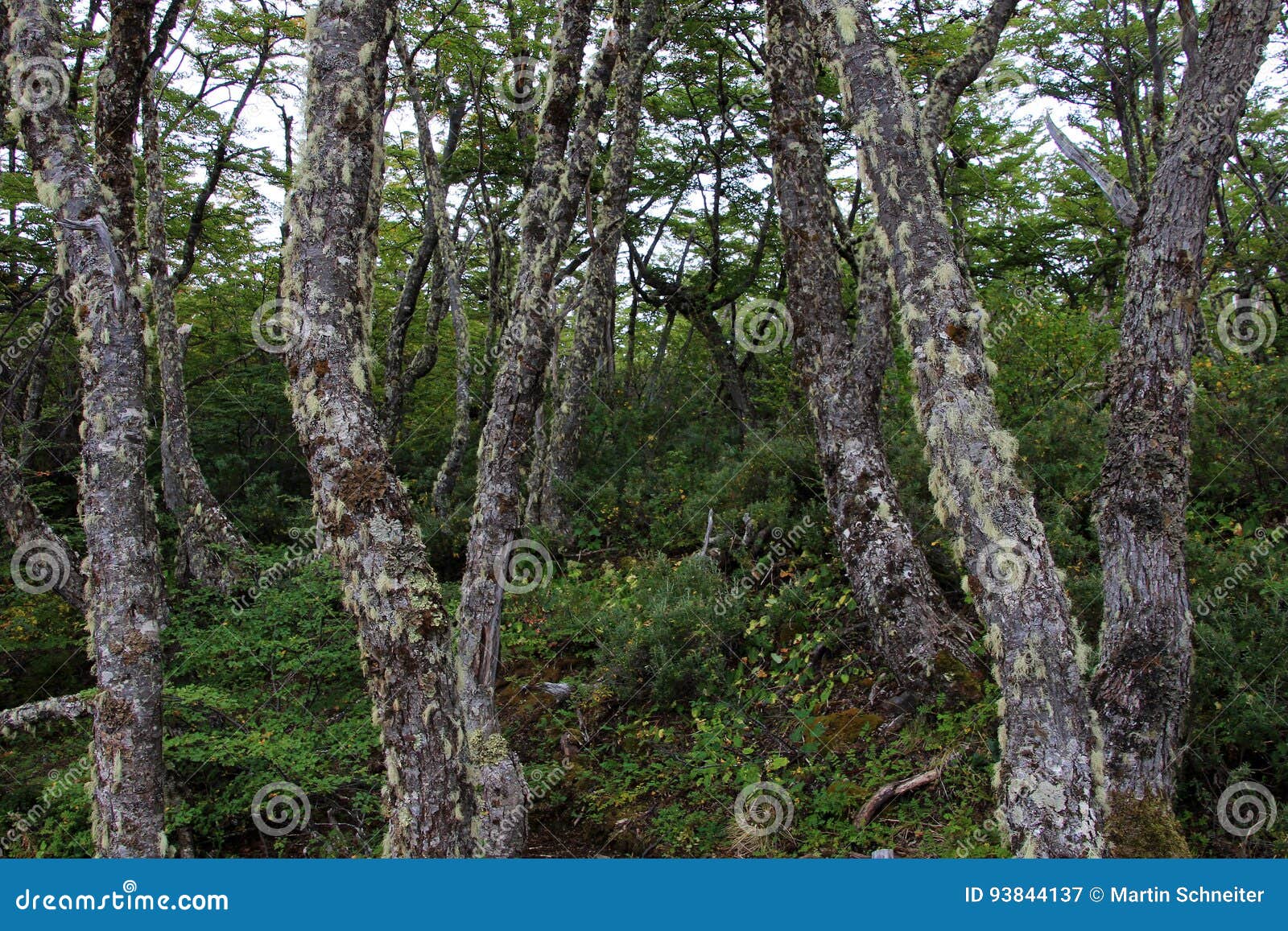 lenga beech tree forest, nothofagus pumilio, reserva nacional laguna parrillar, chile