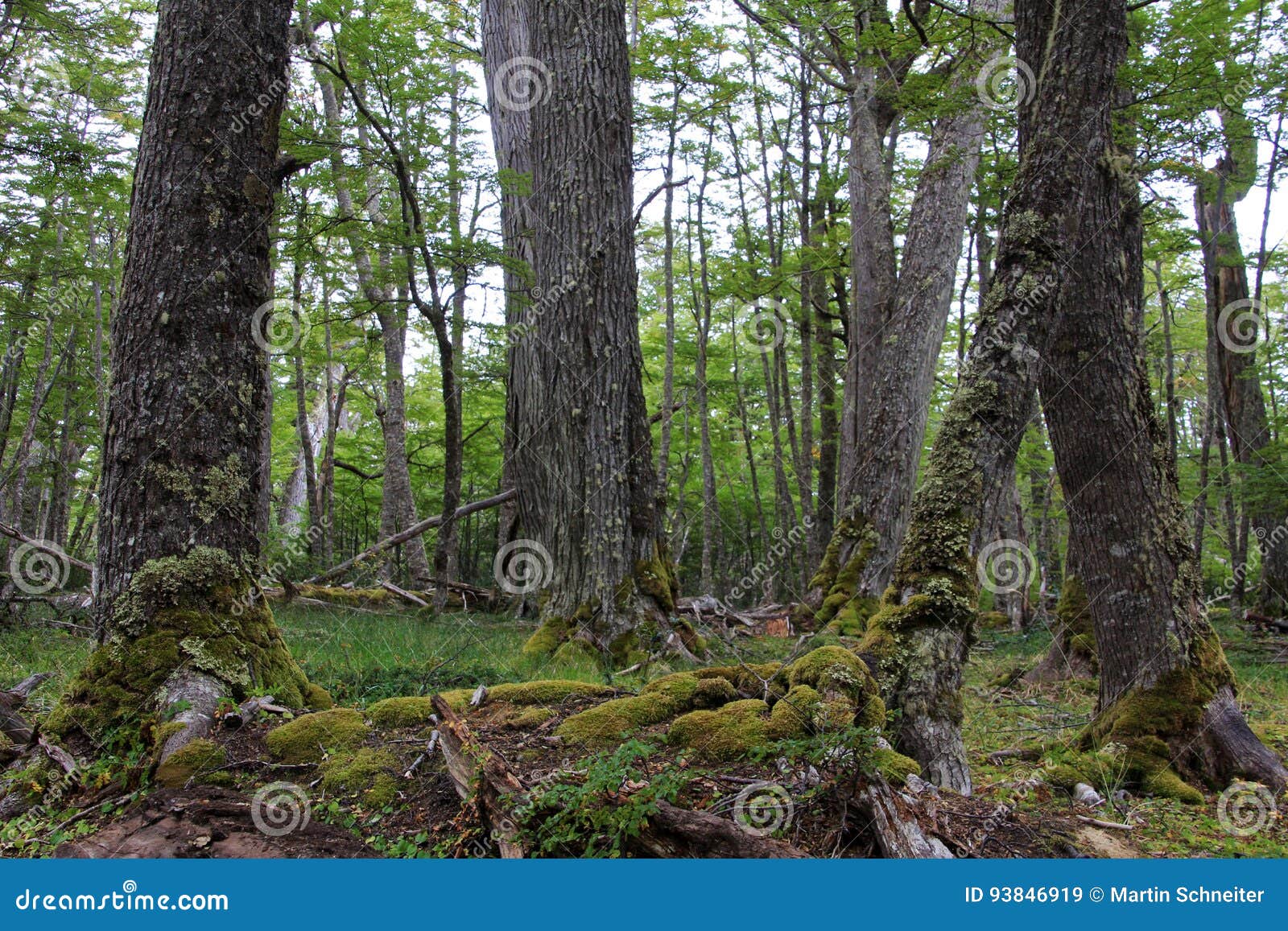 lenga beech tree forest, nothofagus pumilio, reserva nacional laguna parrillar, chile