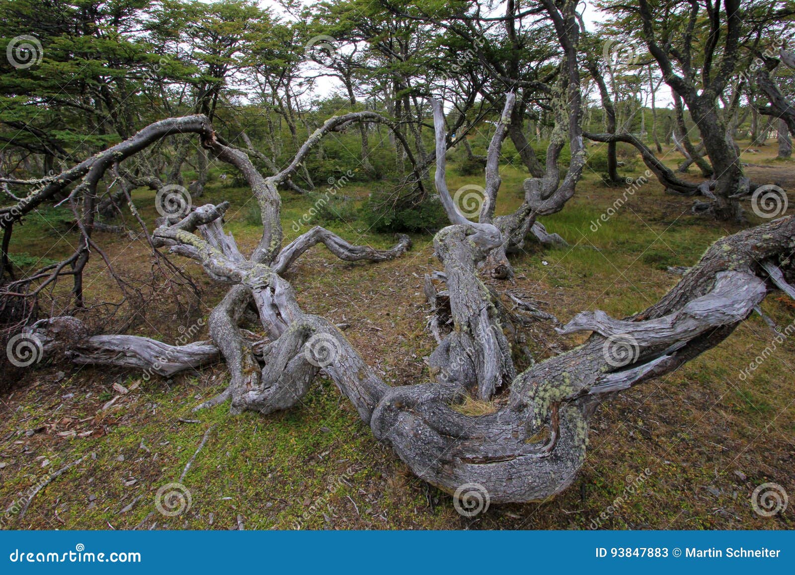 lenga beech tree forest, nothofagus pumilio, reserva nacional laguna parrillar, chile