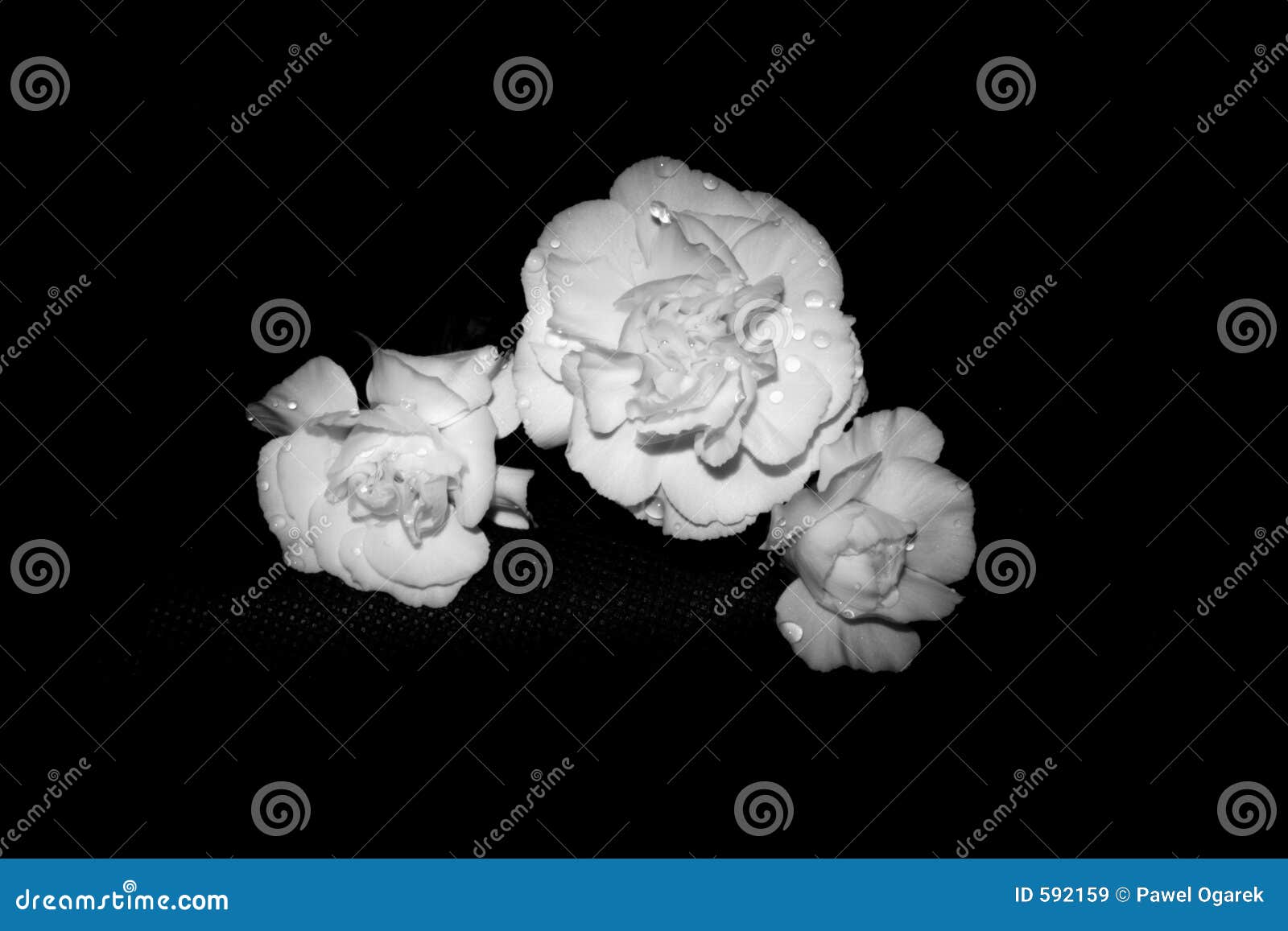 Lent flowers. stock image. Image of religion, lent, nature - 592159