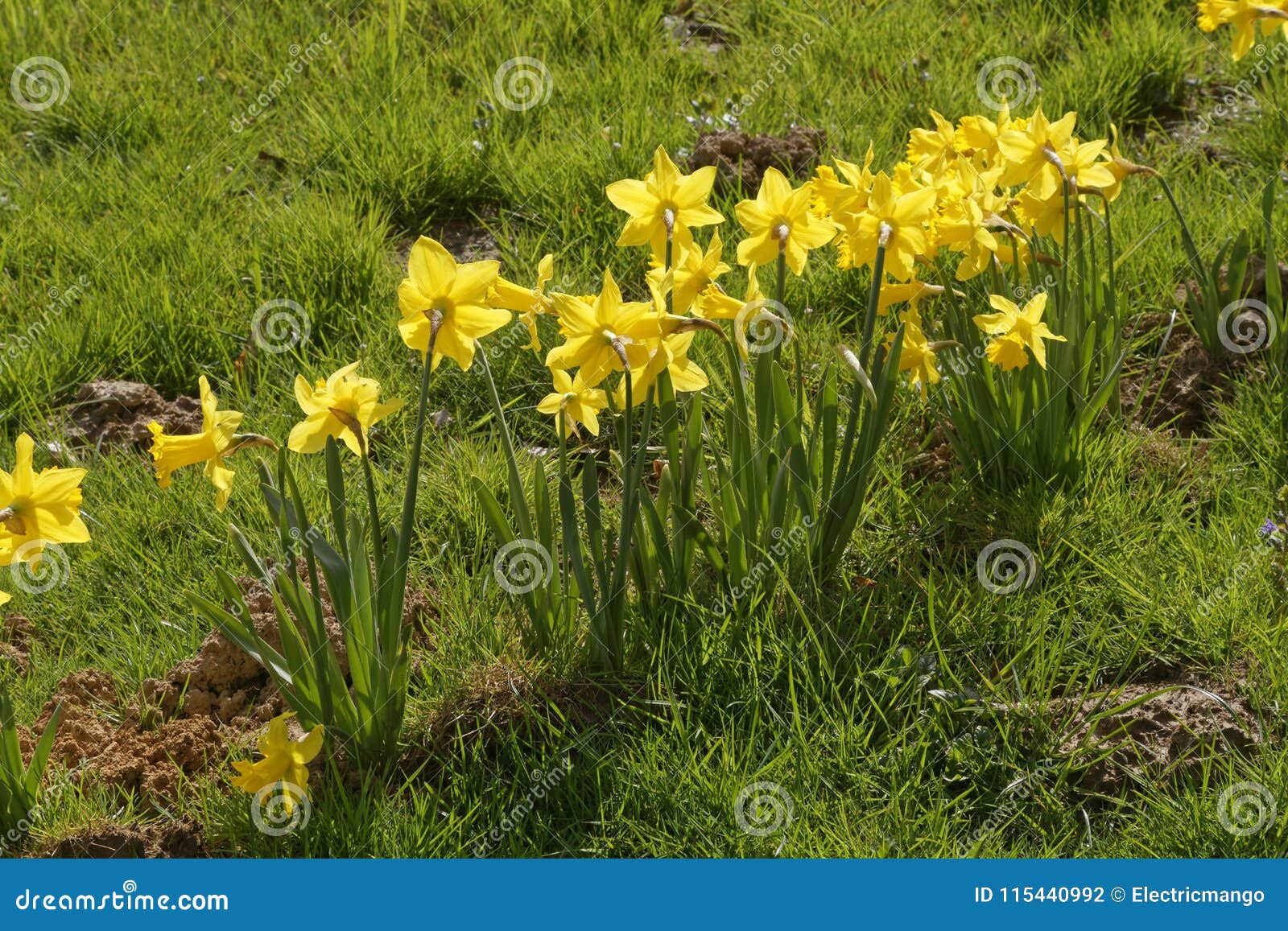 Lent lilies stock photo. Image of daff, lily, odor, grape - 115440992