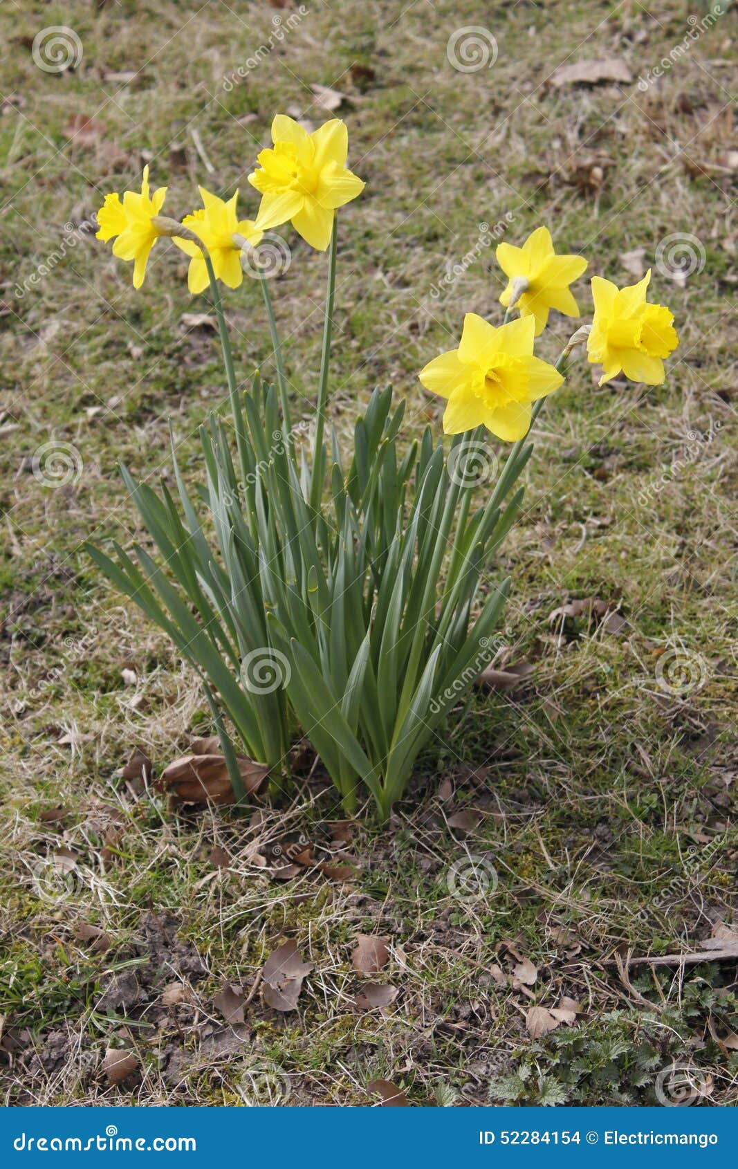 Lent lily stock photo. Image of odor, flowers, springtime 52284154