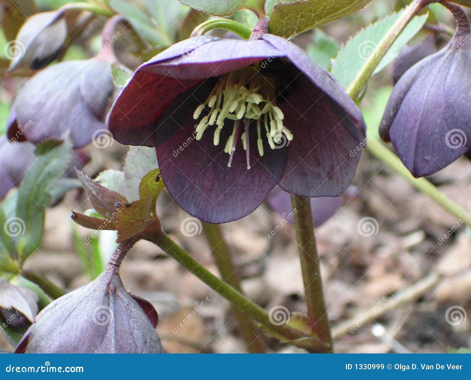 Lenten rose stock image. Image of looking, nectaries, bright 1330999