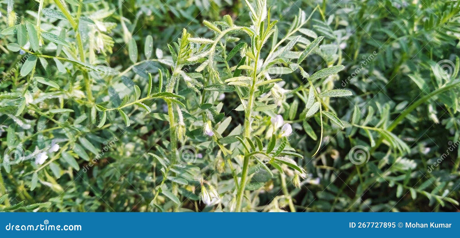 Lentils Masoor Pulse Crop Yield Image Stock Image Image of differs