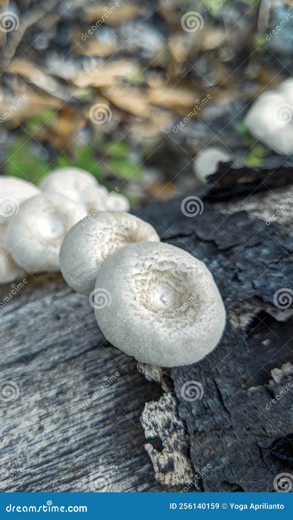 Pequenos cogumelos Lentinus sp. 