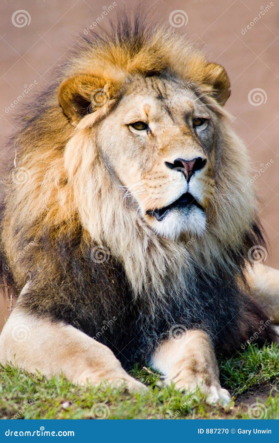 Leo The Lion King Stock Photo Image Of Dangerous Mane 887270