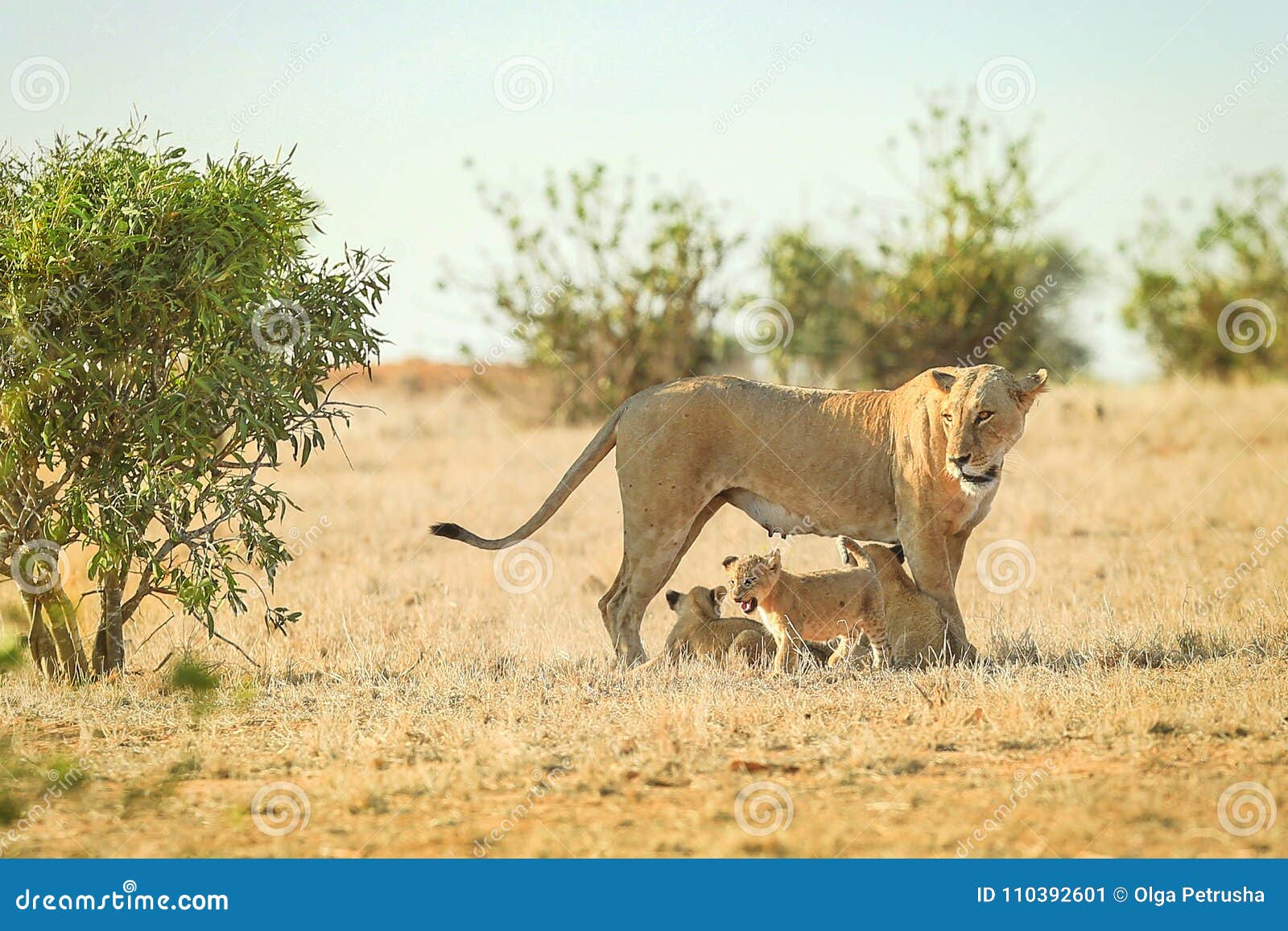 Por qué las leonas no impiden que un león macho mate a sus cachorros?  Seguramente hay suficientes hembras que le darían una paliza, ¿cierto? -  Quora