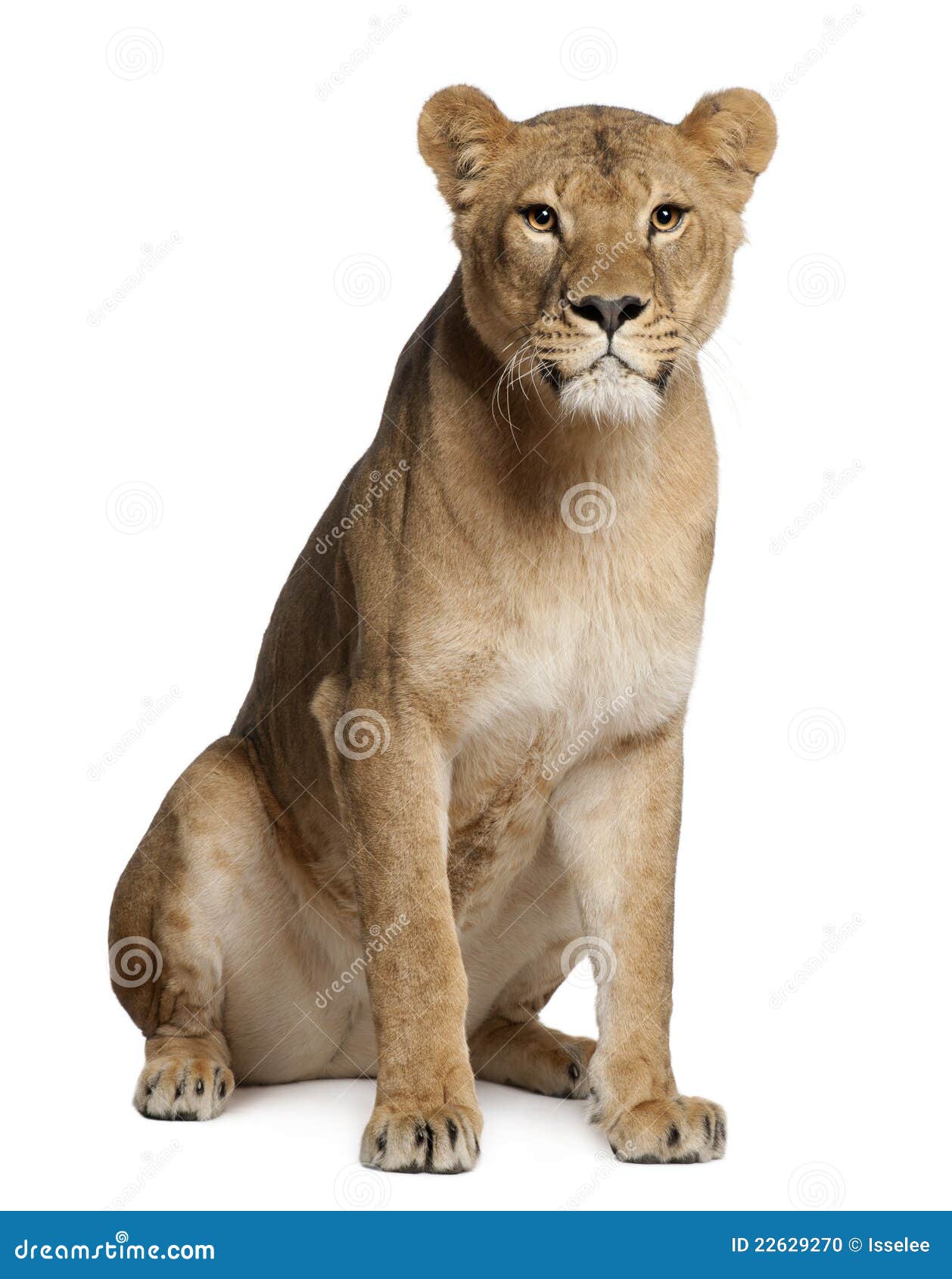 Leona, Panthera leo, 3 años, sentándose delante del fondo blanco