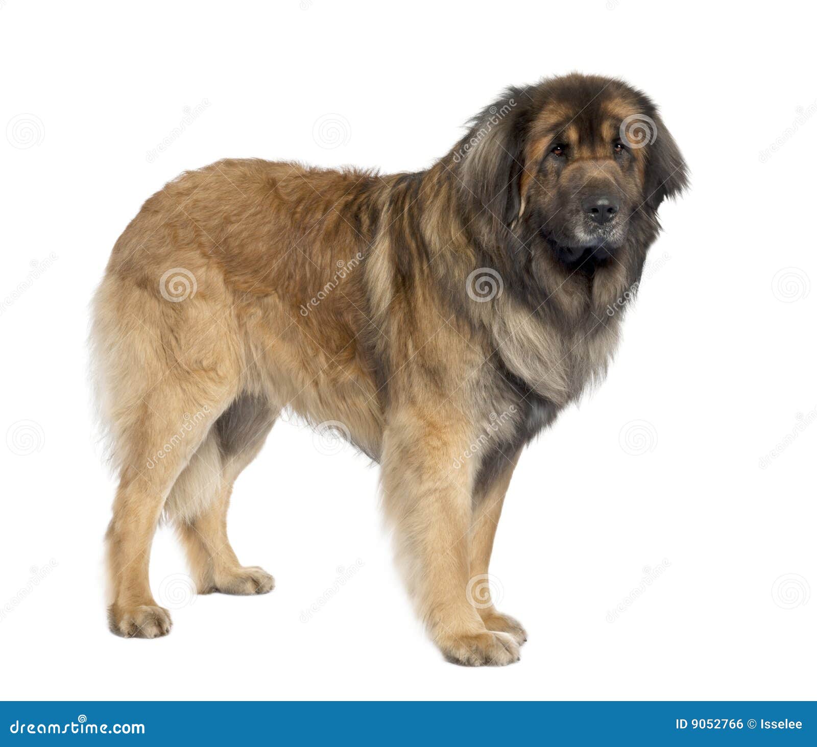 leonberger (3 years old)