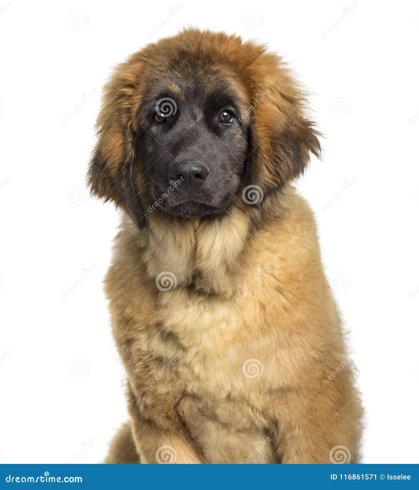 Leonberger Puppy 4 Months Old Stock Image Image Of White Themes 116861571