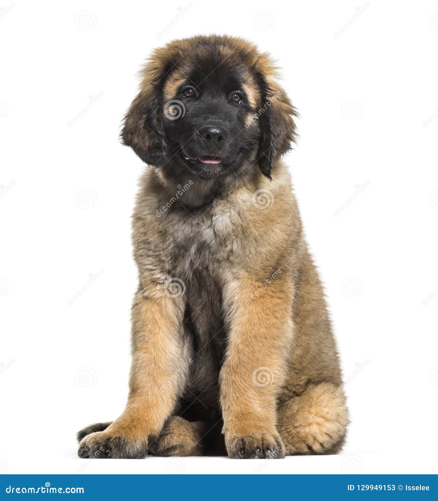 Leonberger Puppy Sitting Against White Background Stock Image Image Of Full Purebred 129949153