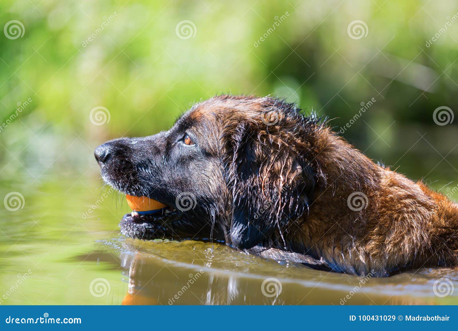 leonberger swims in a lake