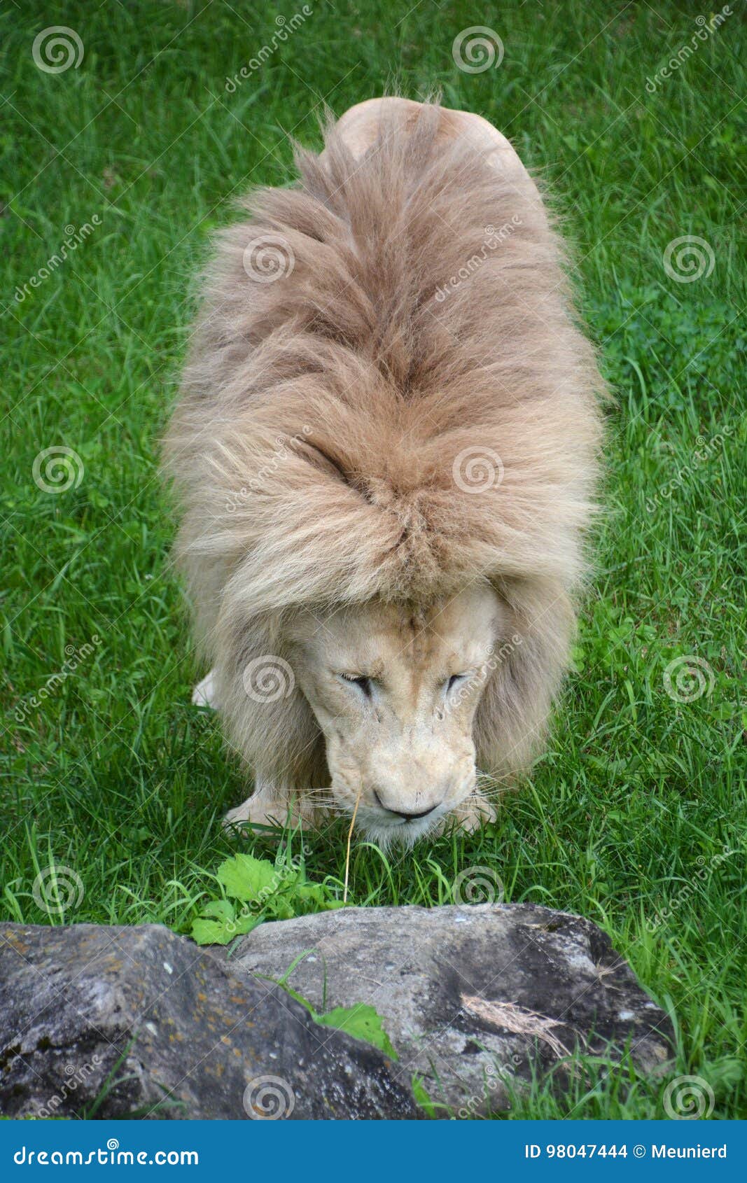 Leone Bianco Fotografia Stock Immagine Di Colore