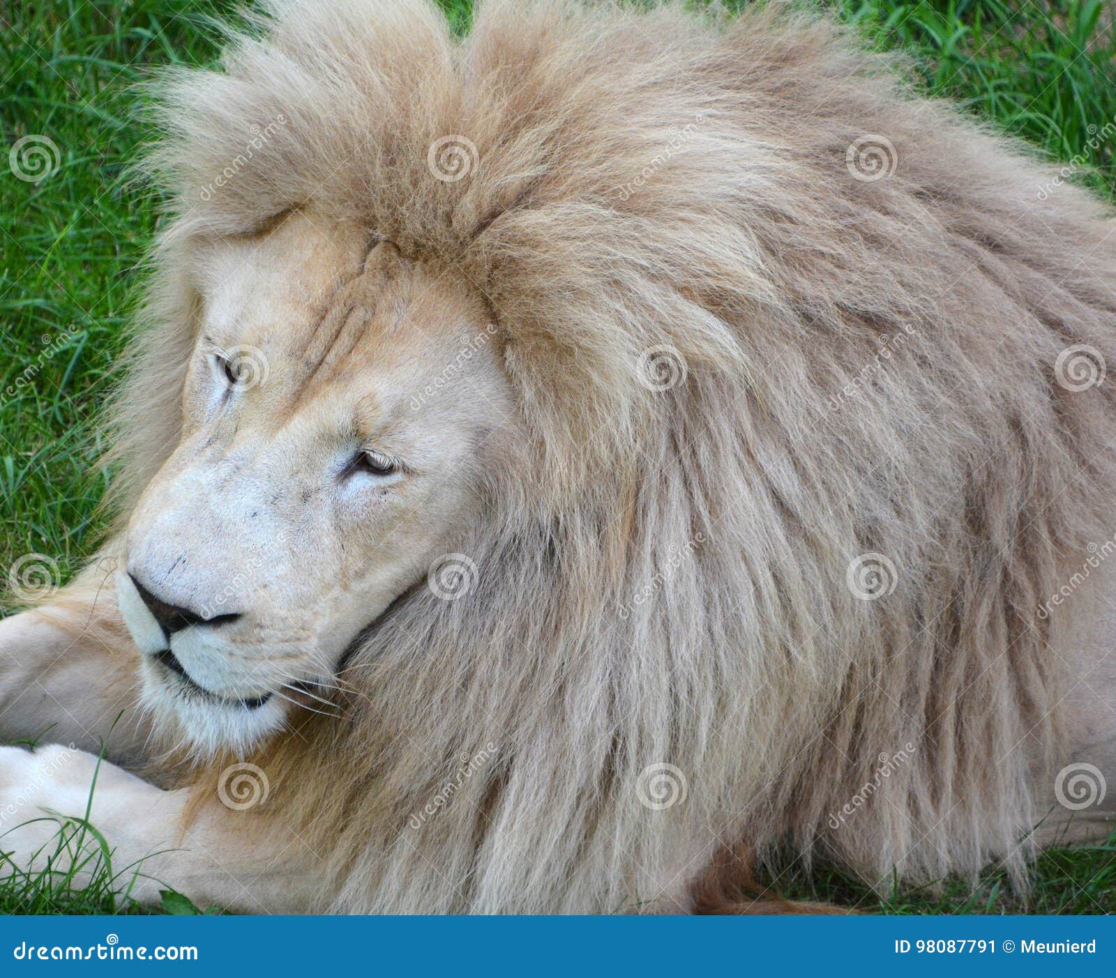 Leone Bianco Immagine Stock Immagine Di Creduto Furry