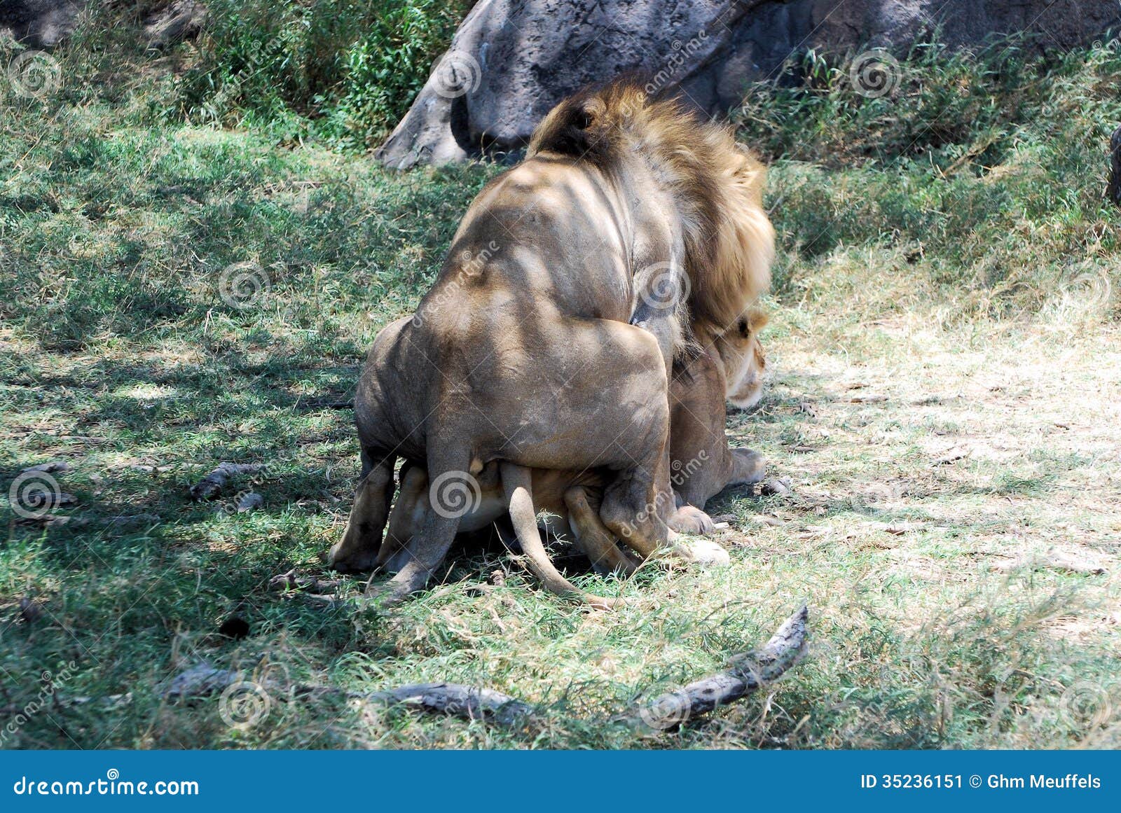 leone e leonessa accoppiamento nel parco nazionale di serengeti tanzania 35236151
