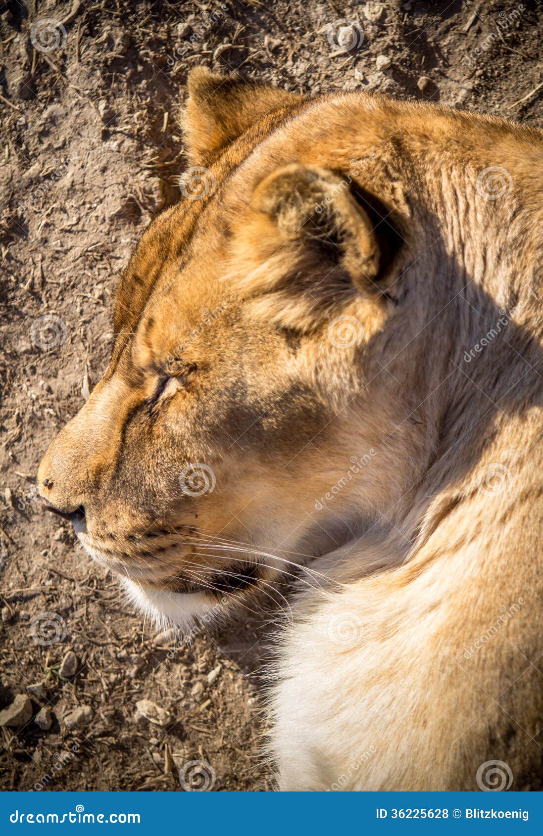 Leone femminile fotografia stock. Immagine di giorno 36225628