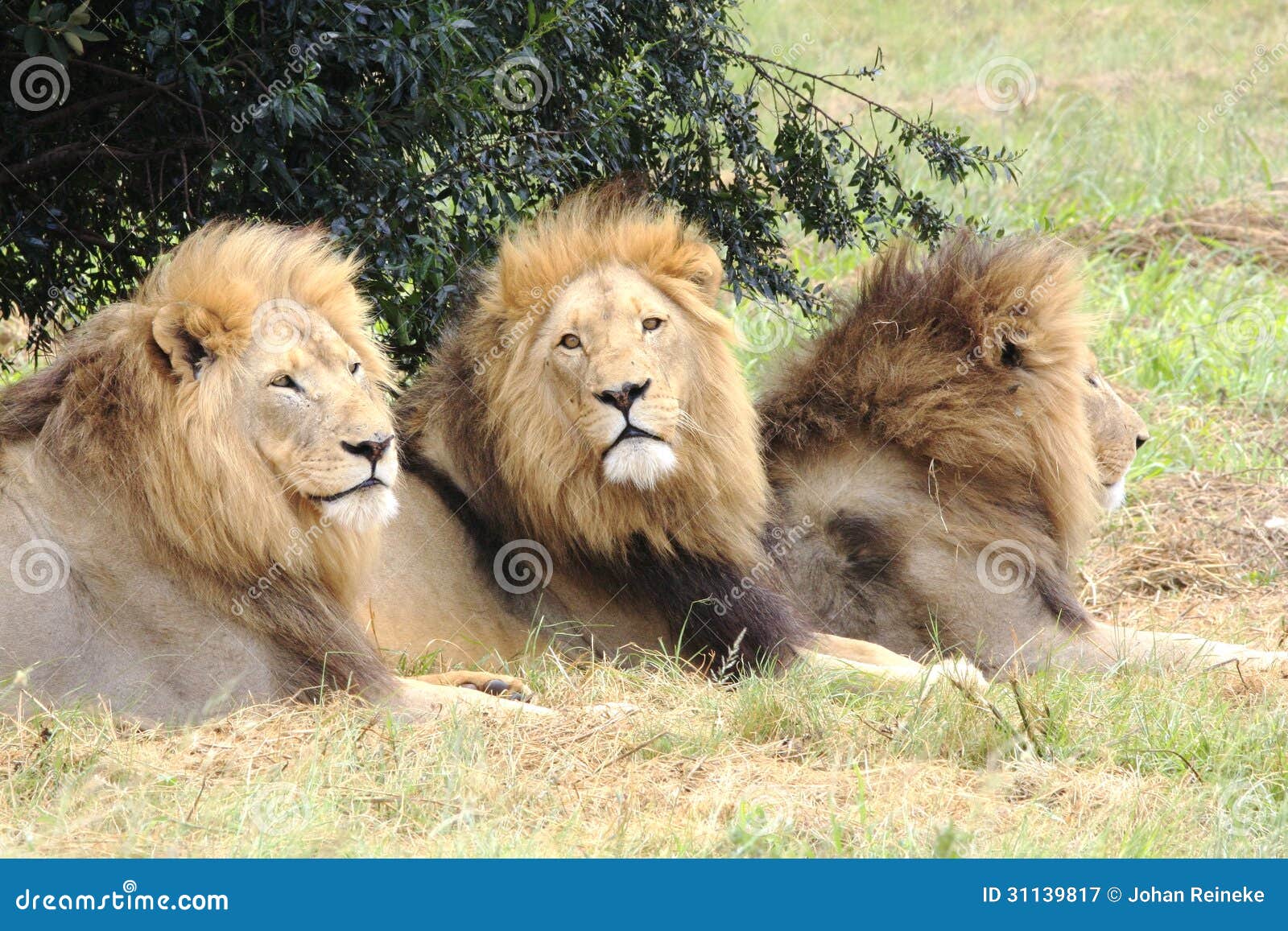 Leones Africanos Masculinos Imagen de archivo - Imagen de fondo,  naturalizado: 31139817