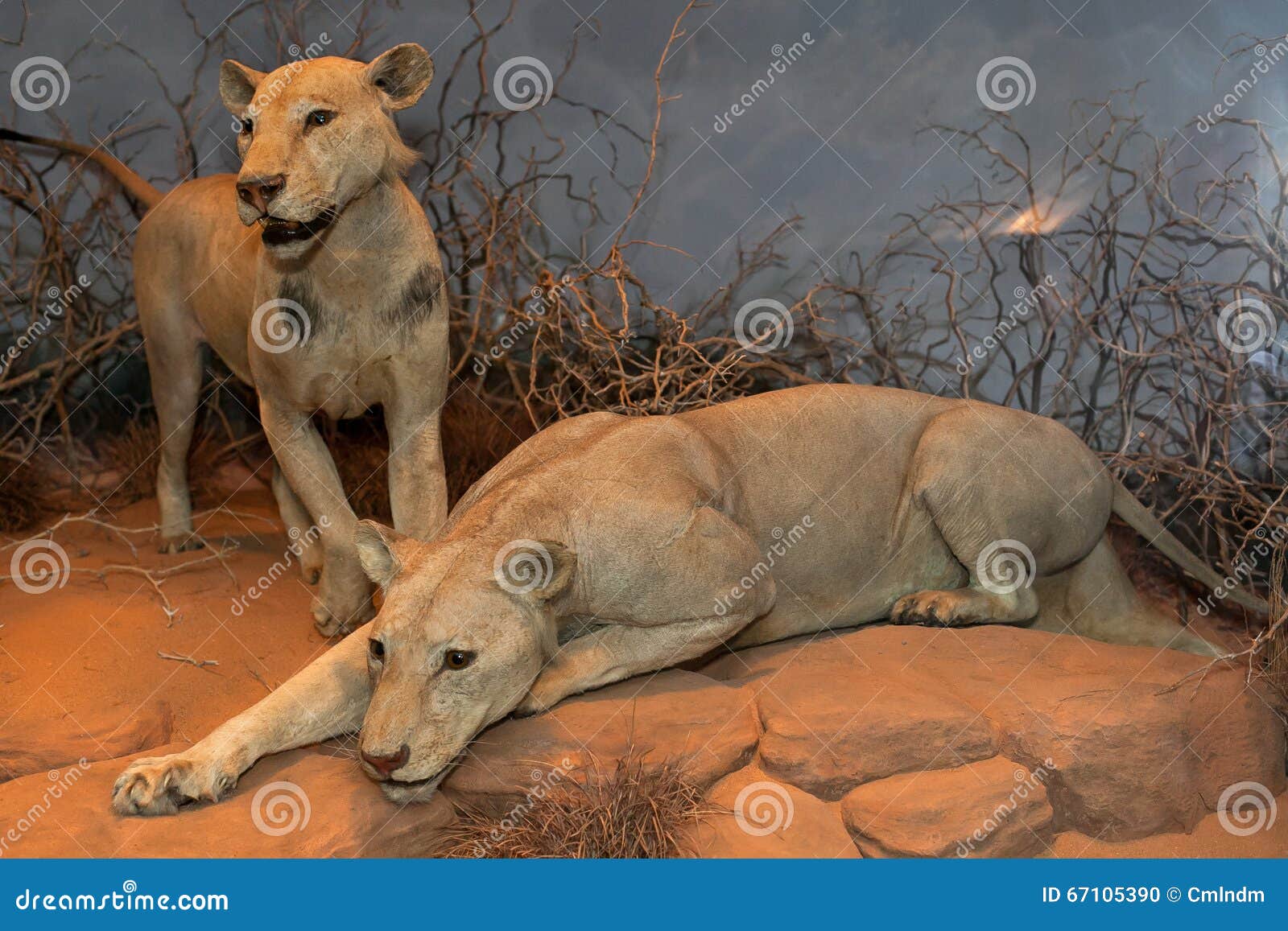 Leones Antropófagos De Maneless De Tsavo Imagen editorial - Imagen de  hombre, illinois: 67105390