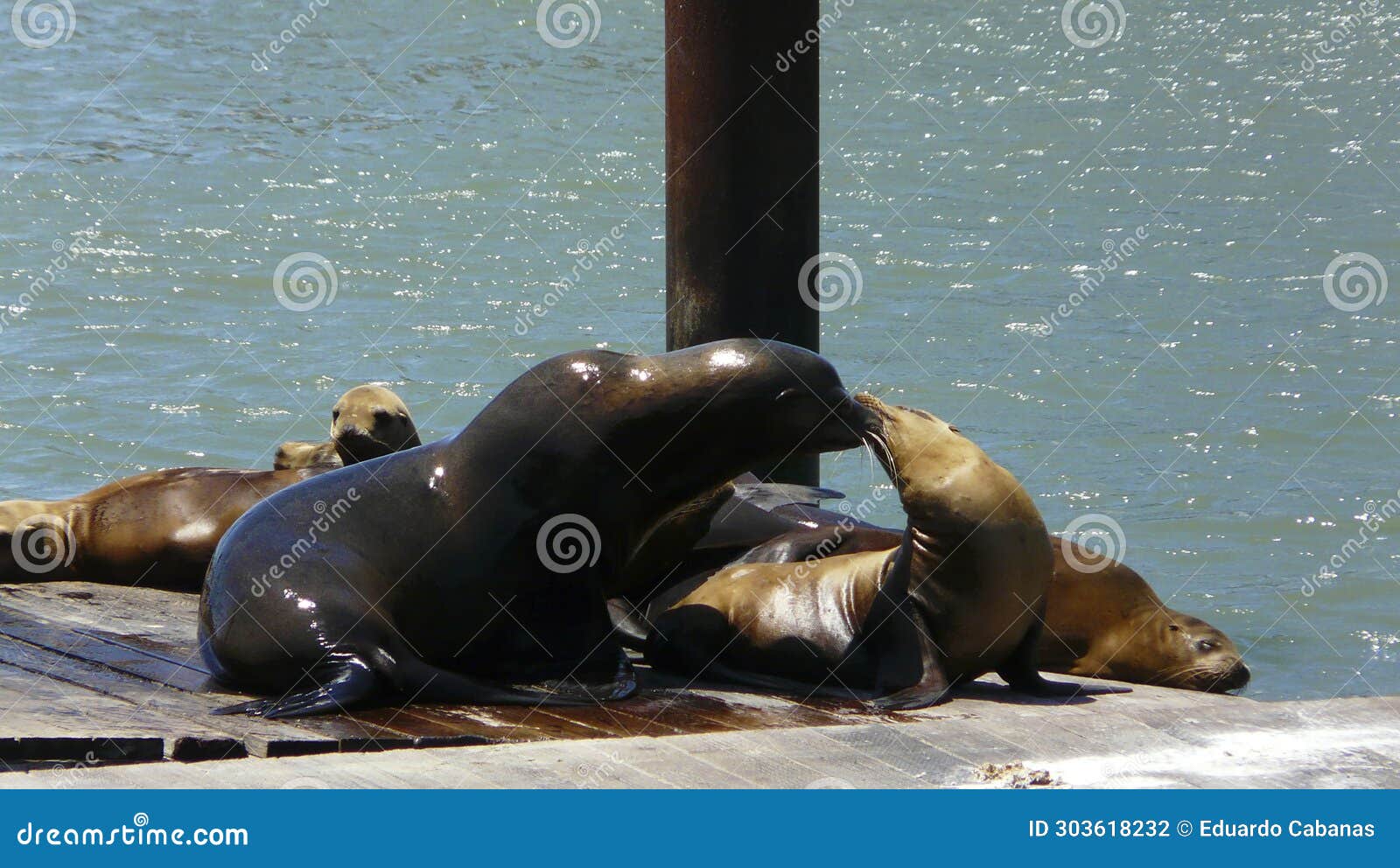 leones marinos, san francisco, california, estados unidos