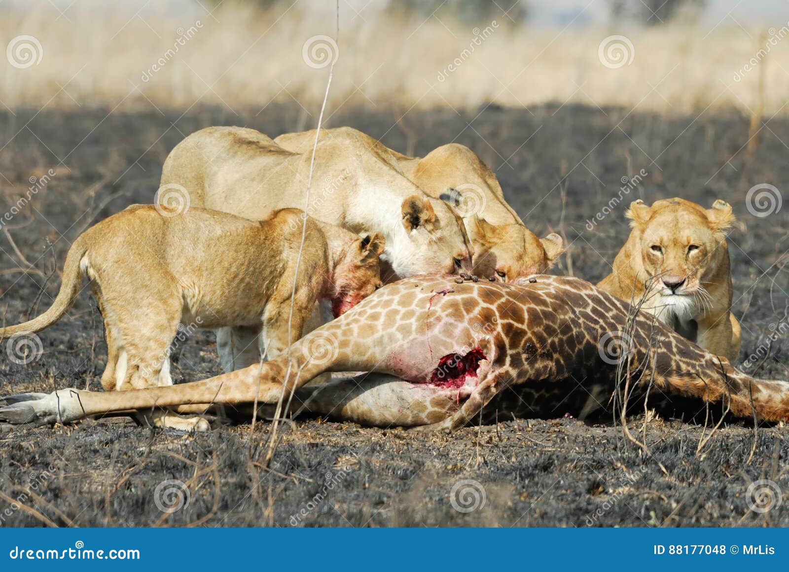 Leones Que Comen Una Presa, Parque Nacional De Serengeti, Tanzania Foto de  archivo - Imagen de sabana, comer: 88177048