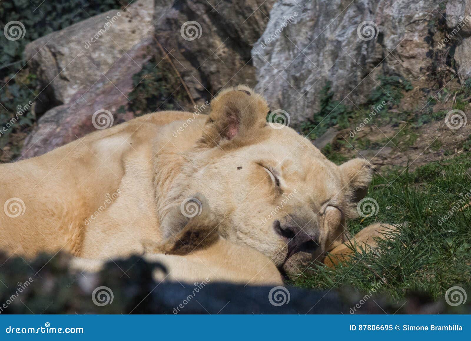 lioness sleeping on the grass. leonessa a riposo - grande felino