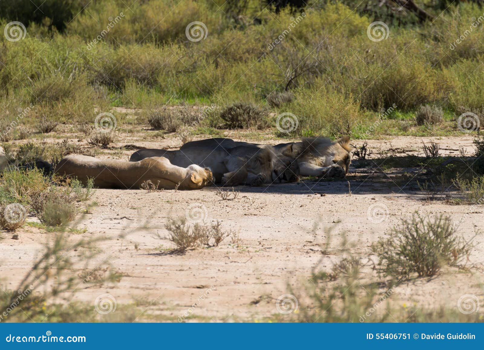 Tre leoni che dormono sotto un albero, parco nazionale di Kgalagadi, Sudafrica