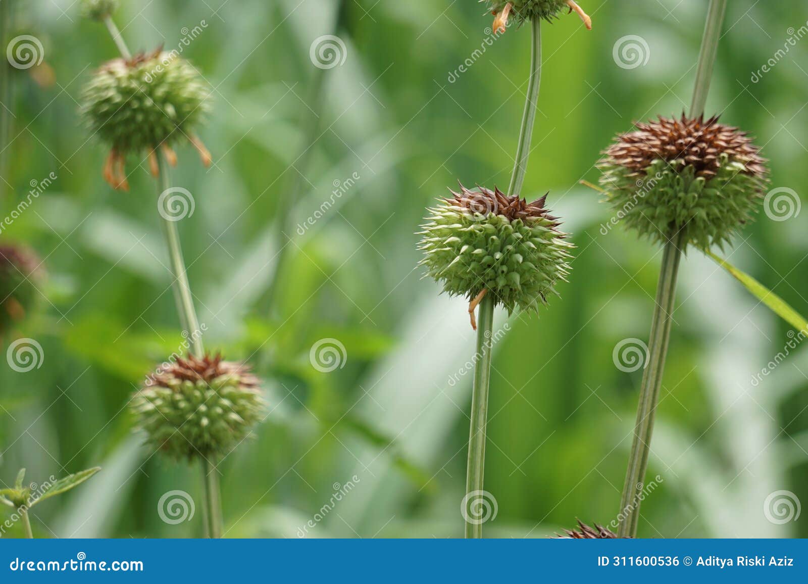 leonotis nepetifolia (also called klip dagga, christmas candlestick, lion's ear) on the tree