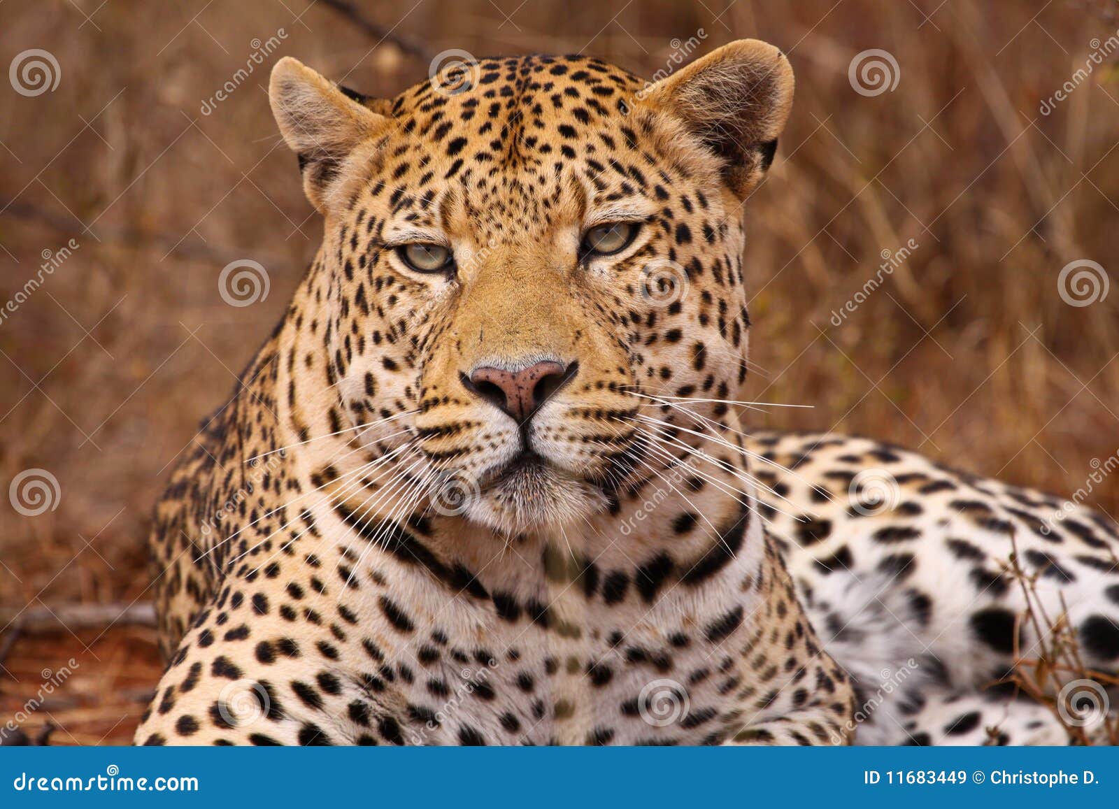 Leopard stock image. Image of feline, quick, hunter, coat - 11683449