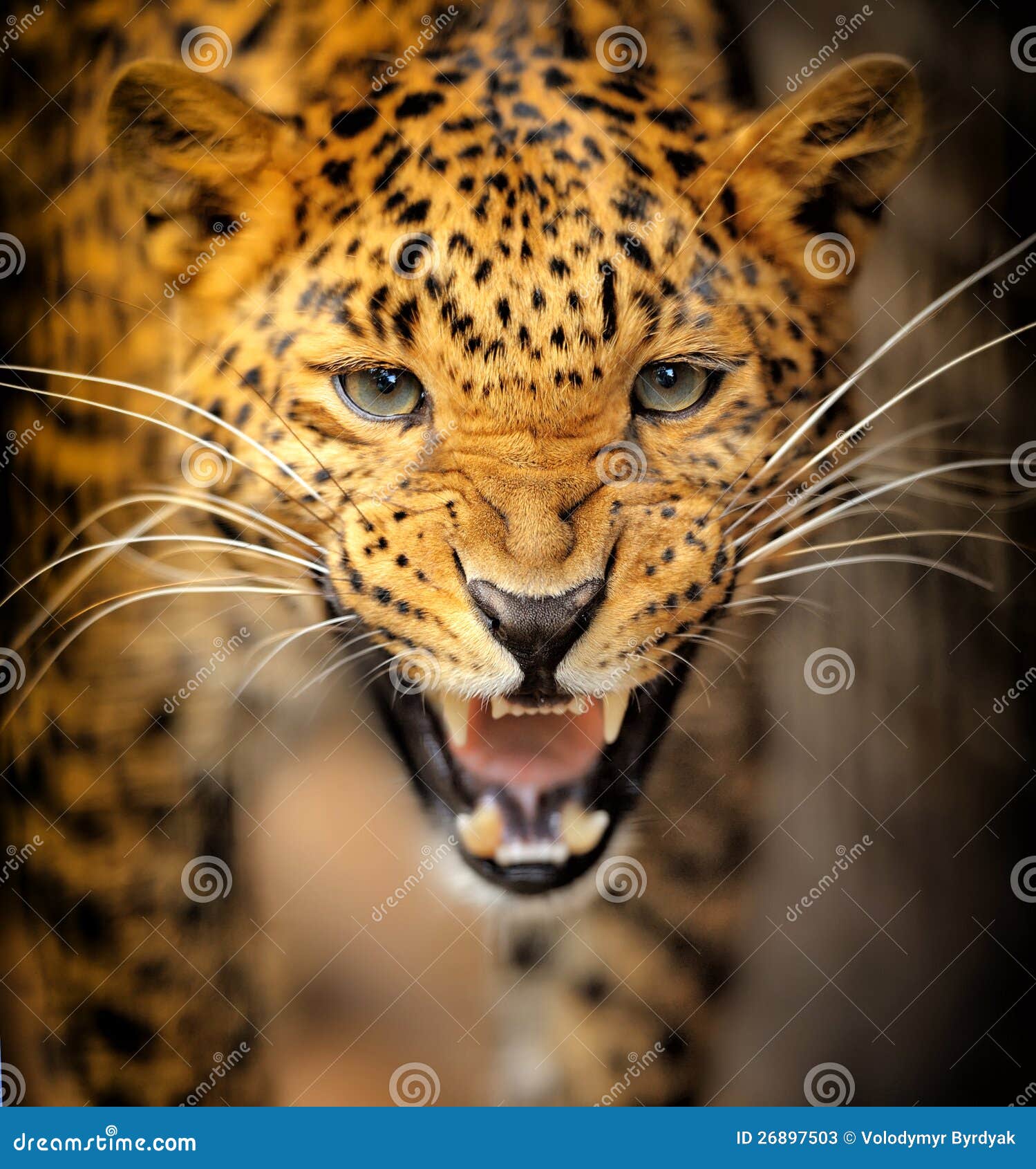 Leopard stock image. Image of fast, angry, park, furry - 26897503