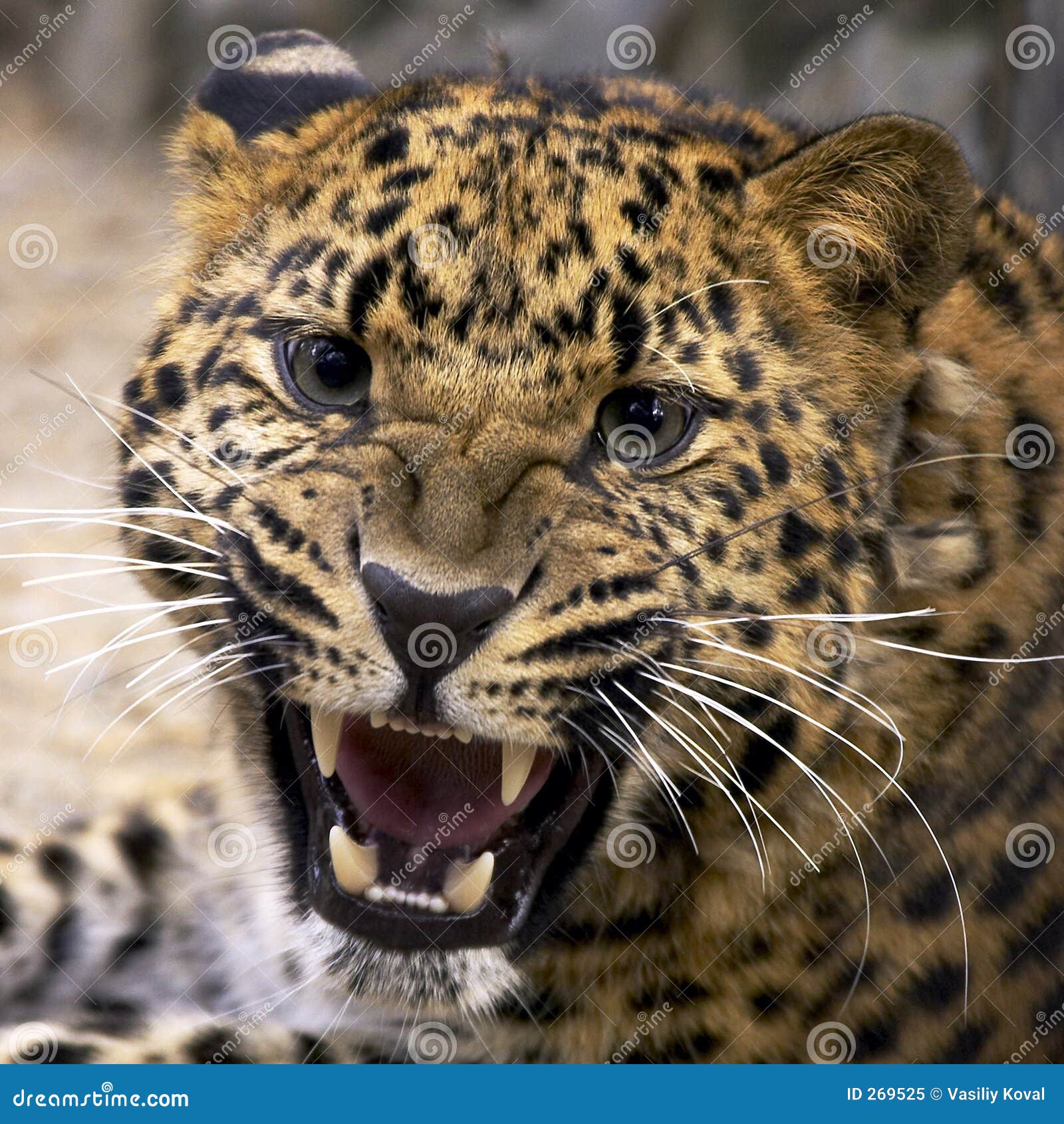 Leopard stock image. Image of fast, hunter, close, leopard - 269525 Leopard stock image. Image of fast, hunter, close, leopard - 269525