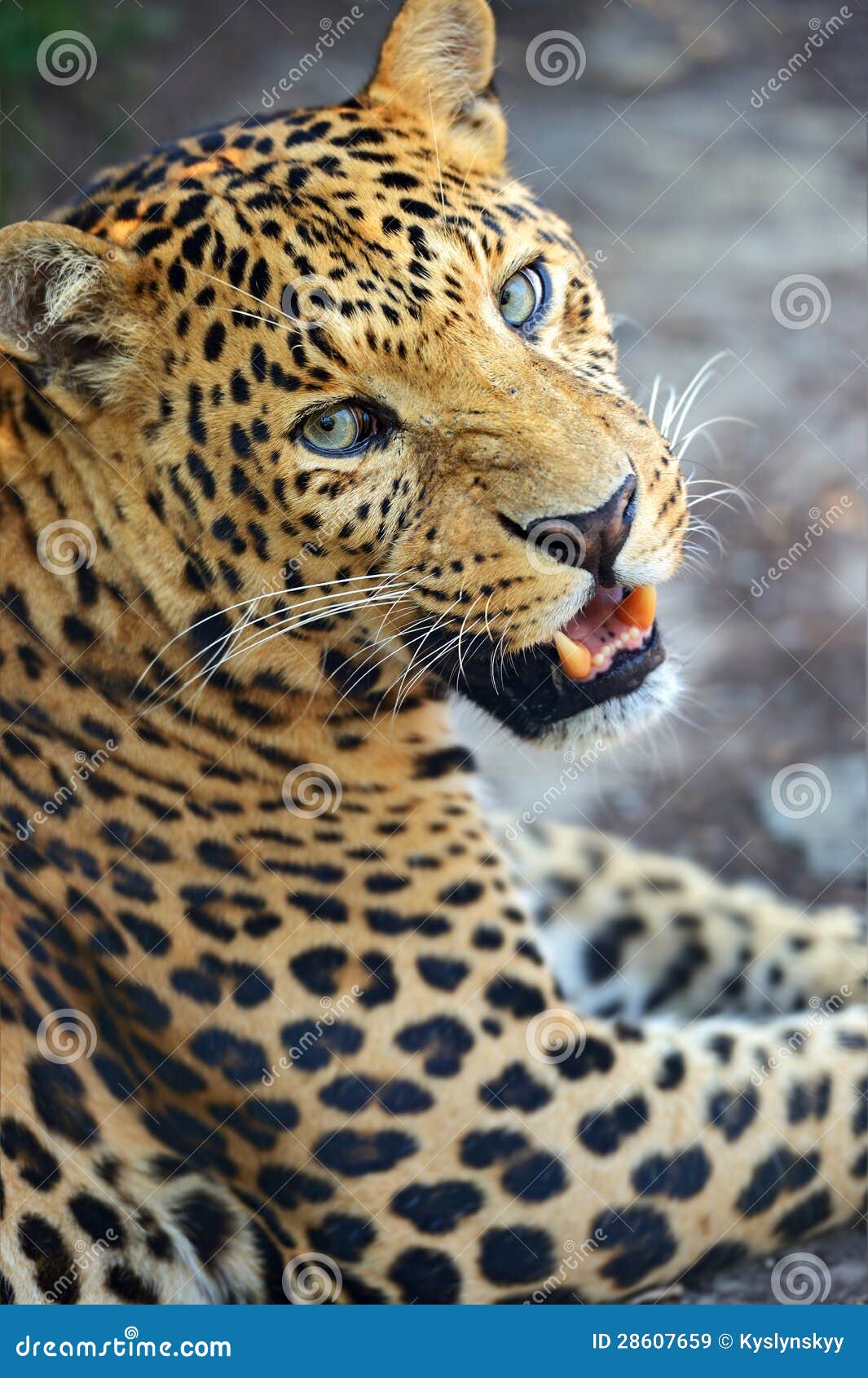 Portrait of the Amur Leopard