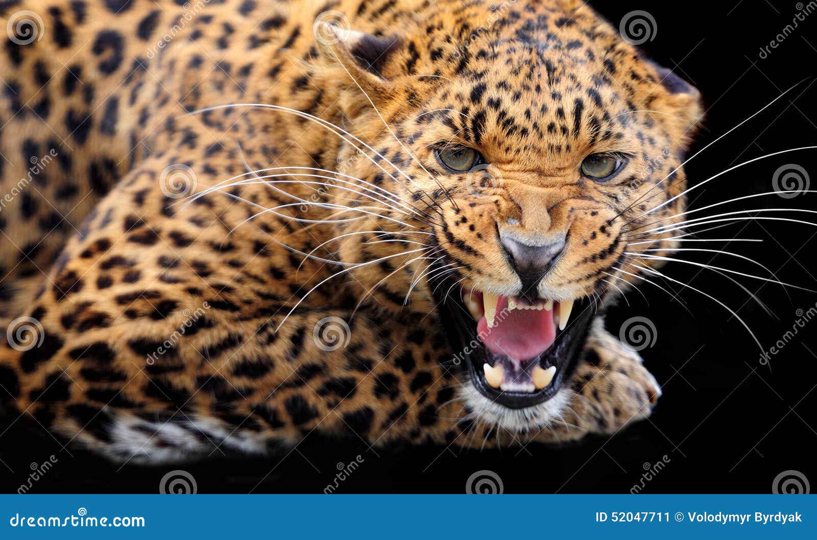 37,673 Wild Leopard Stock Photos - Free & Royalty-Free Stock Photos from  Dreamstime